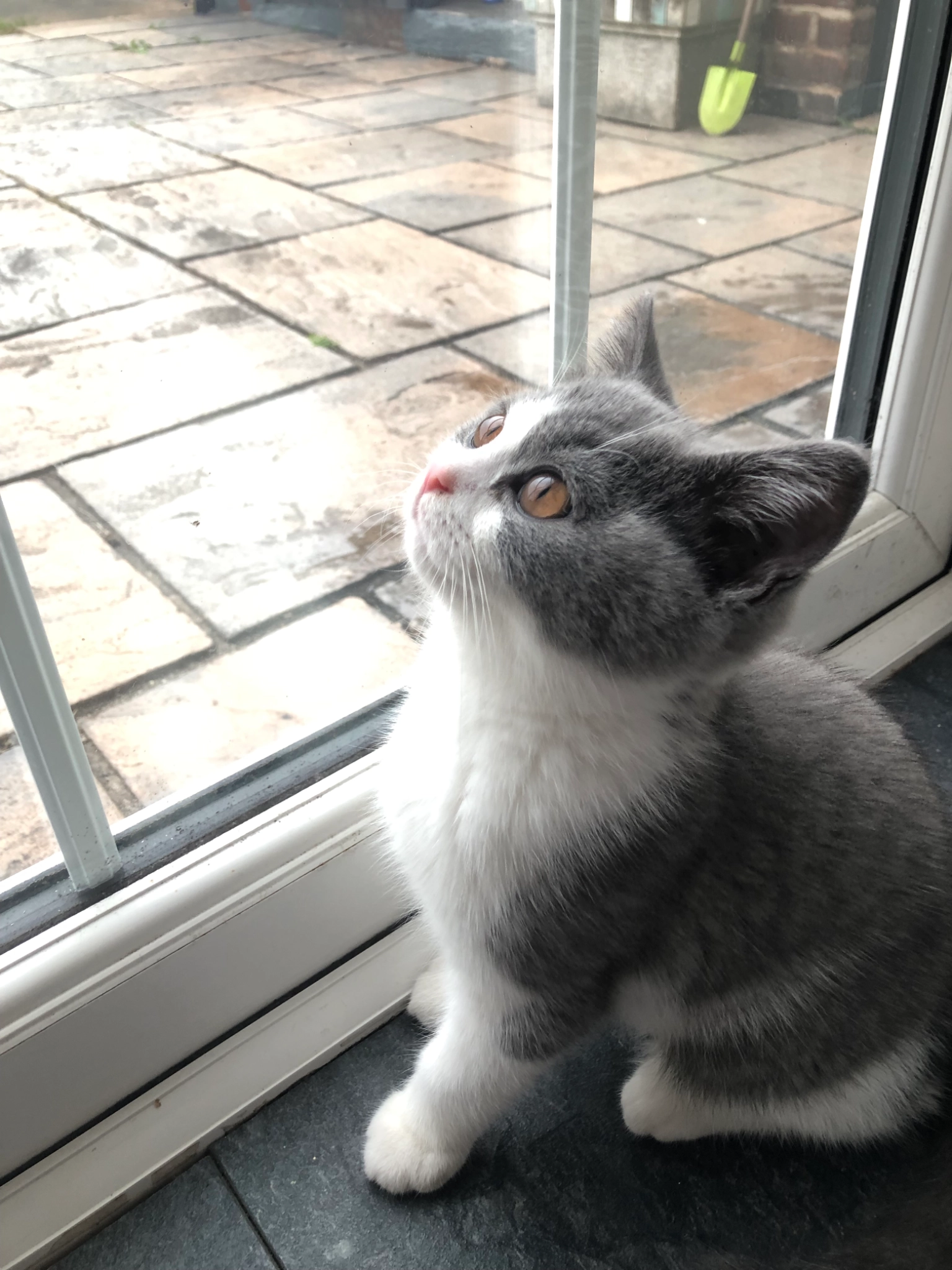 Lucas - Royal Avenue, Widnes