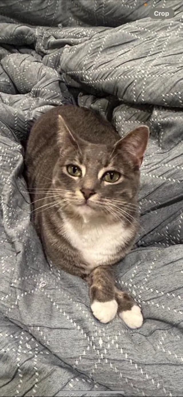 Lucy - South George Street, Mount Prospect