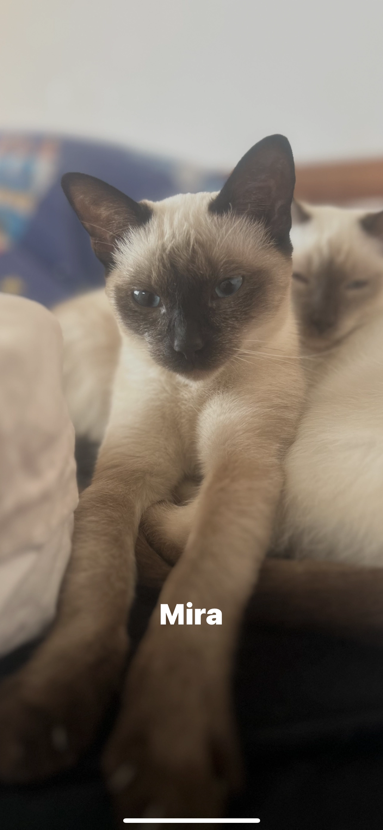 Mira  - Bergstraße, Uhldingen-Mühlhofen