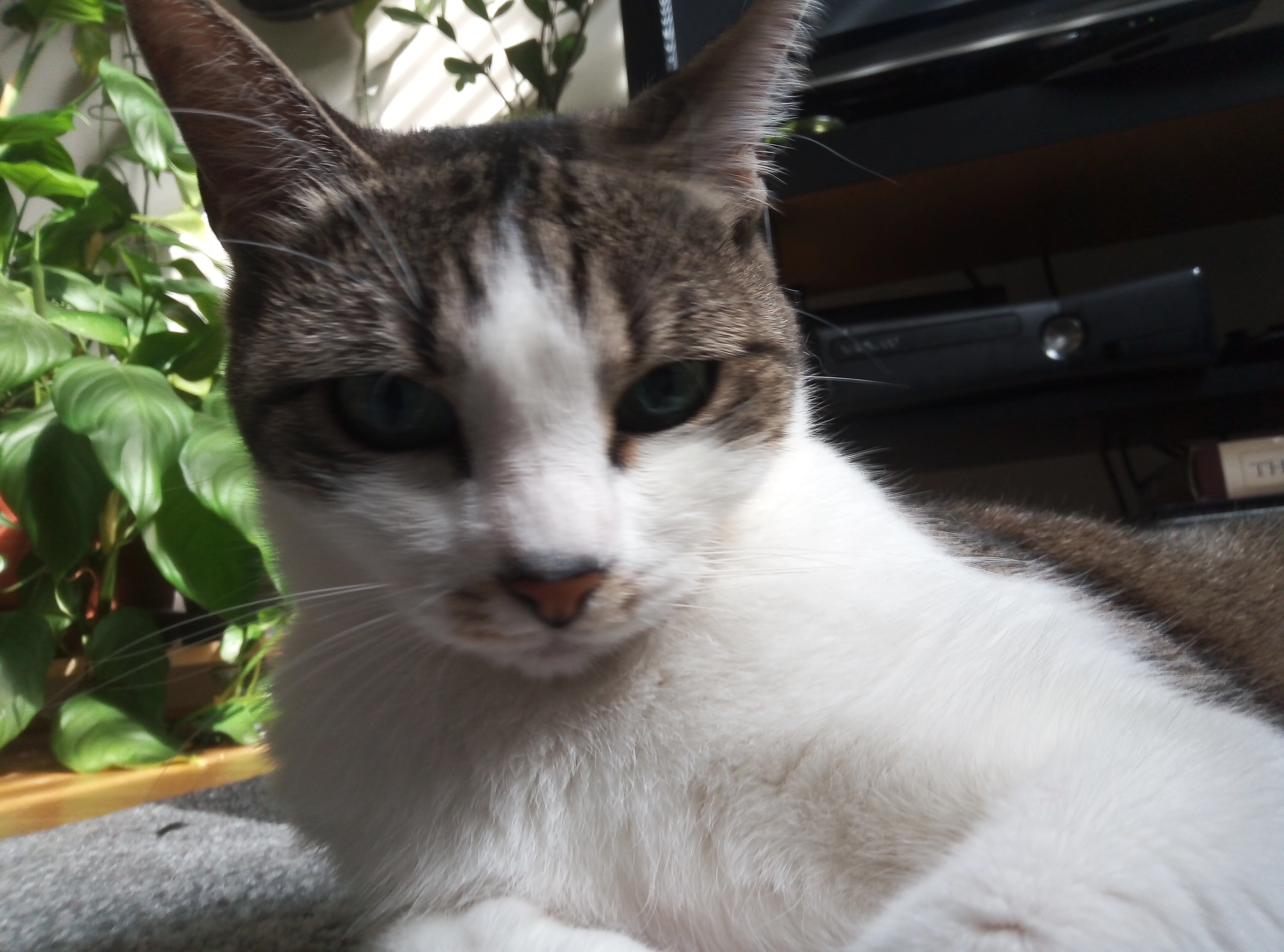 Bagheera - 1050, Wien