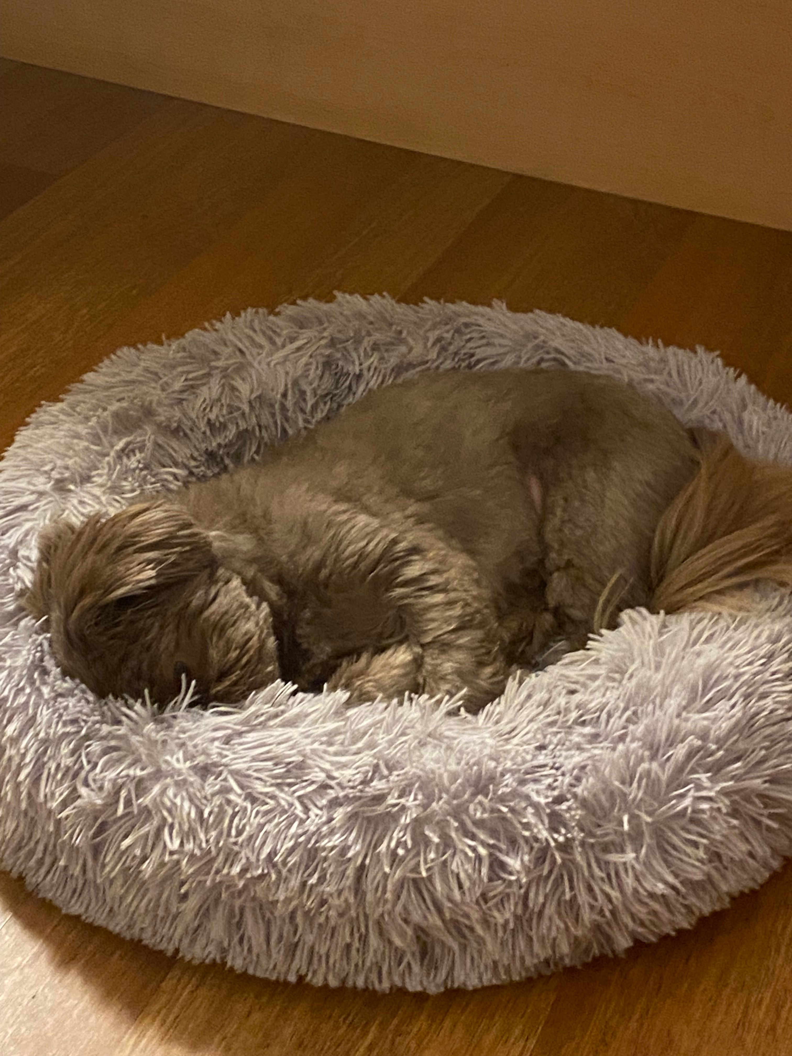 Ushi - Partida Canuta Alta, Calp