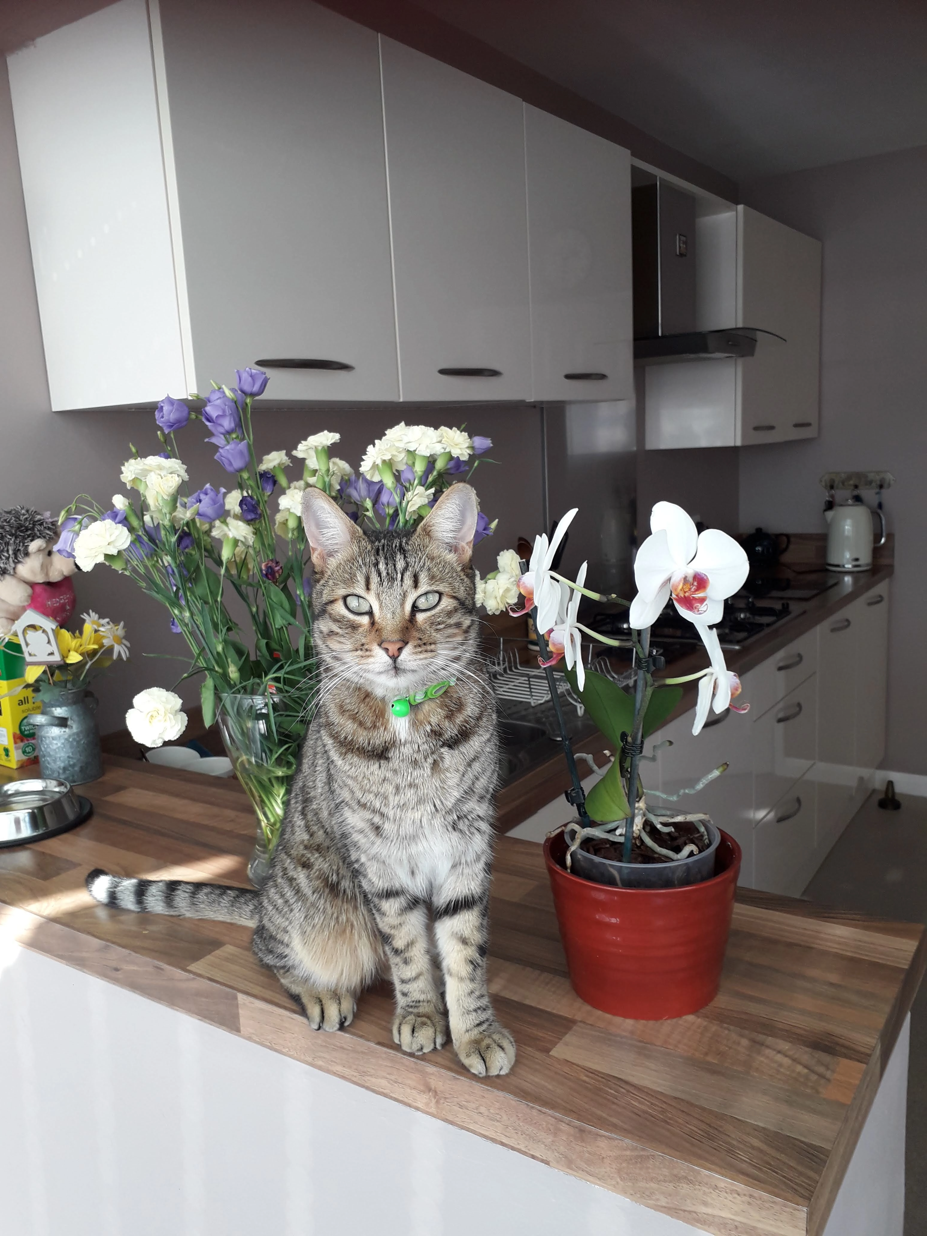 Pablo - Rowan Drive, Rhyl