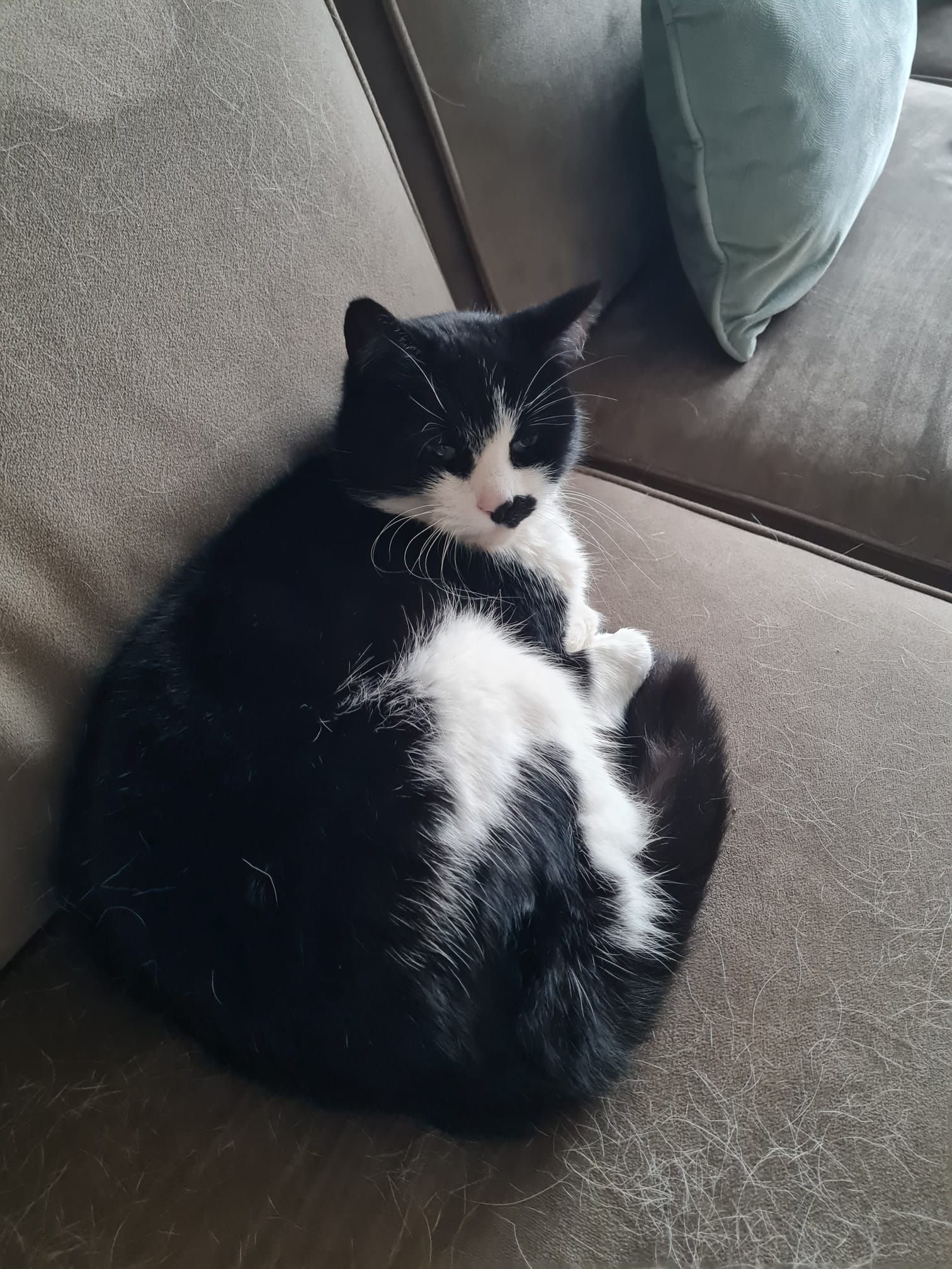 Lilly - Week, Chulmleigh