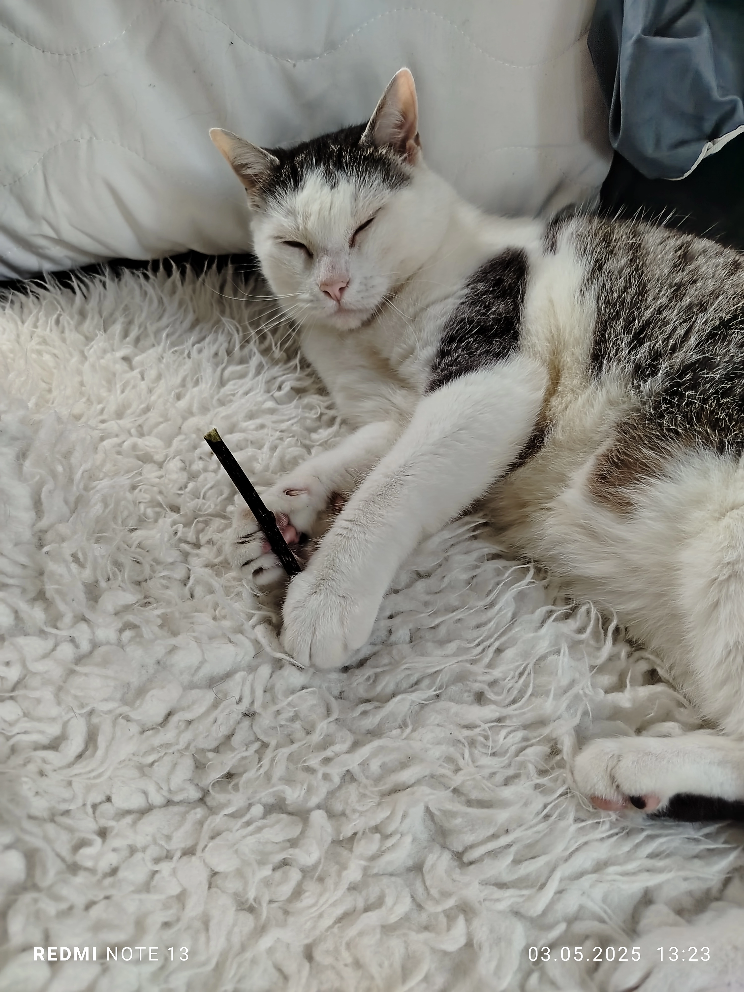 bobi - Georg-Büchner-Straße, Albstadt