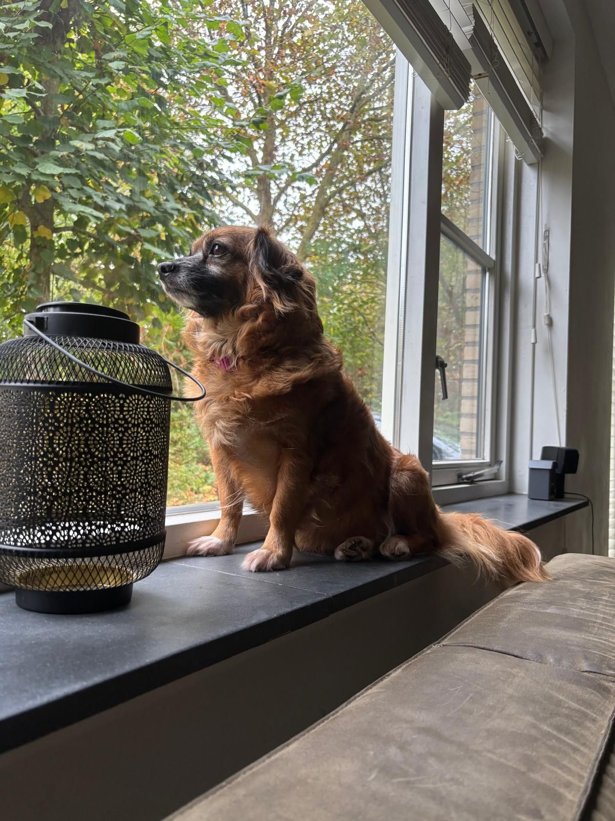 Deez - Lage Lochemseweg, Warnsveld