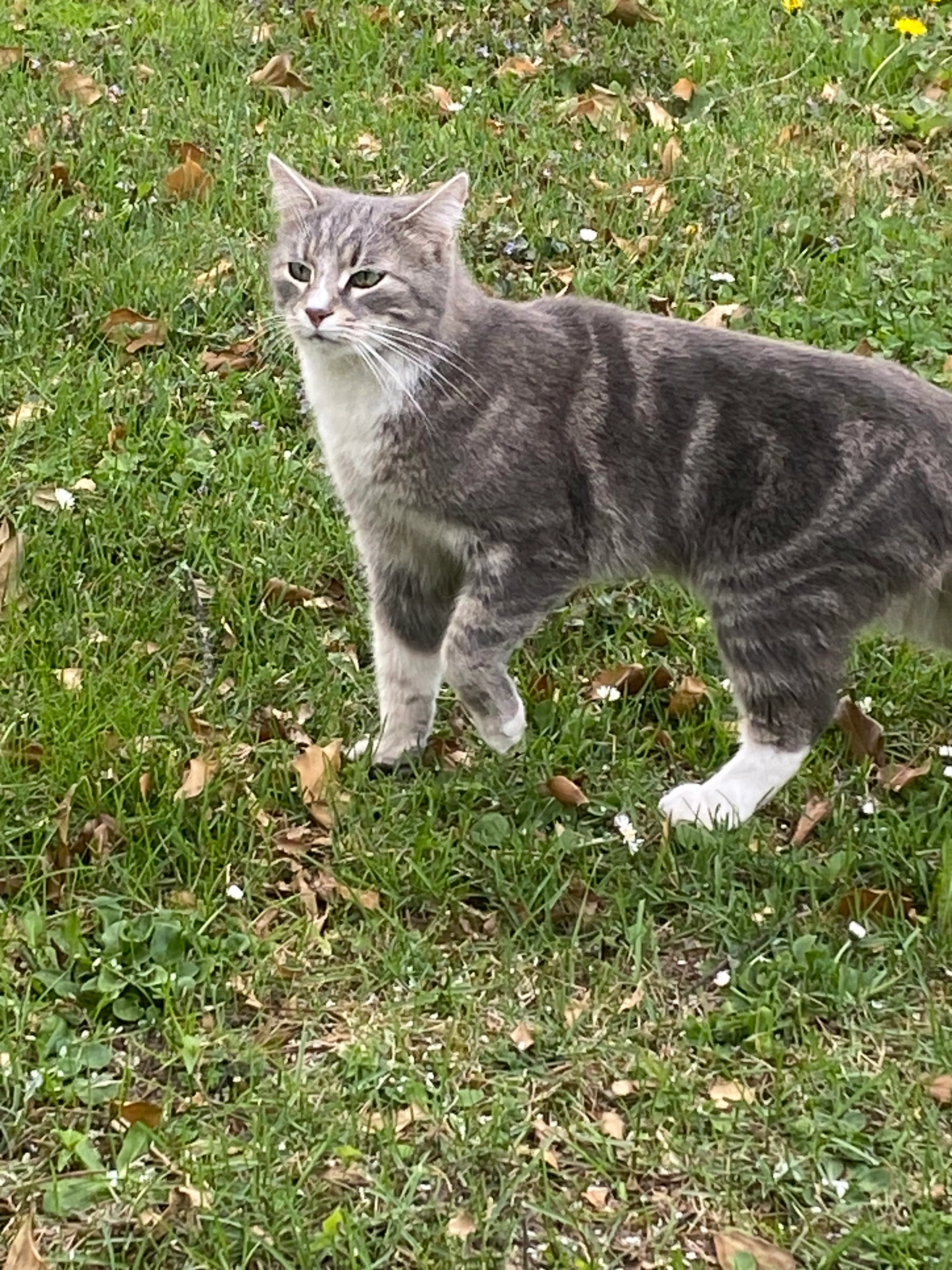 Paul - Memelstraße, Groß-Zimmern