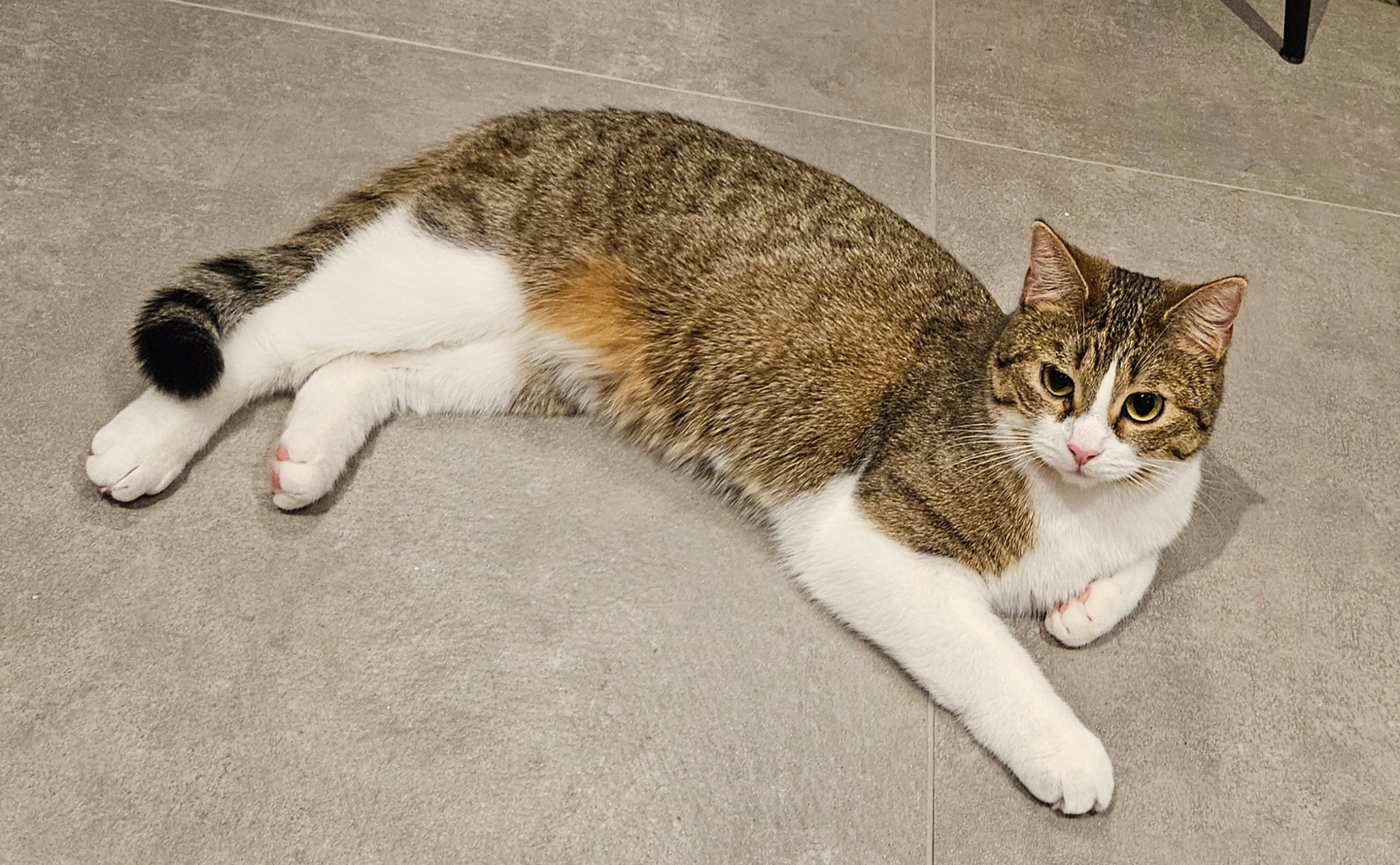 Nona - Sportlaan, Eeklo