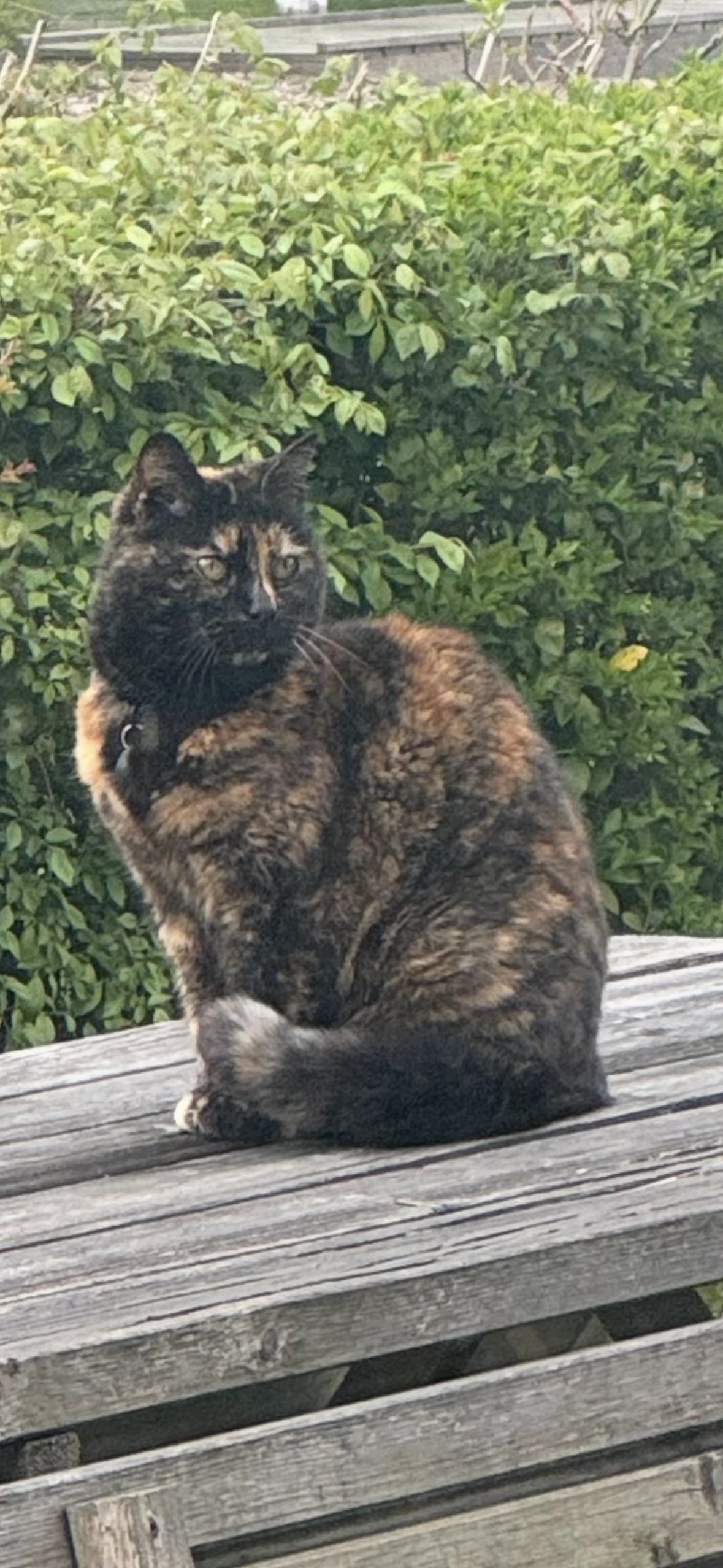 iCat - Oranjeplaat, Arnemuiden