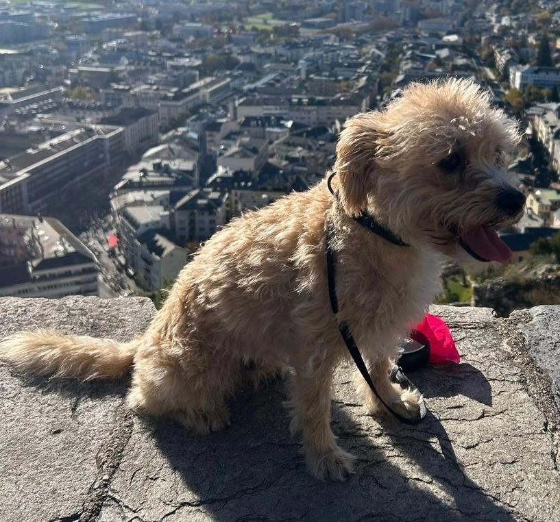 Sparky - Chemin Des Chauz, Collombey