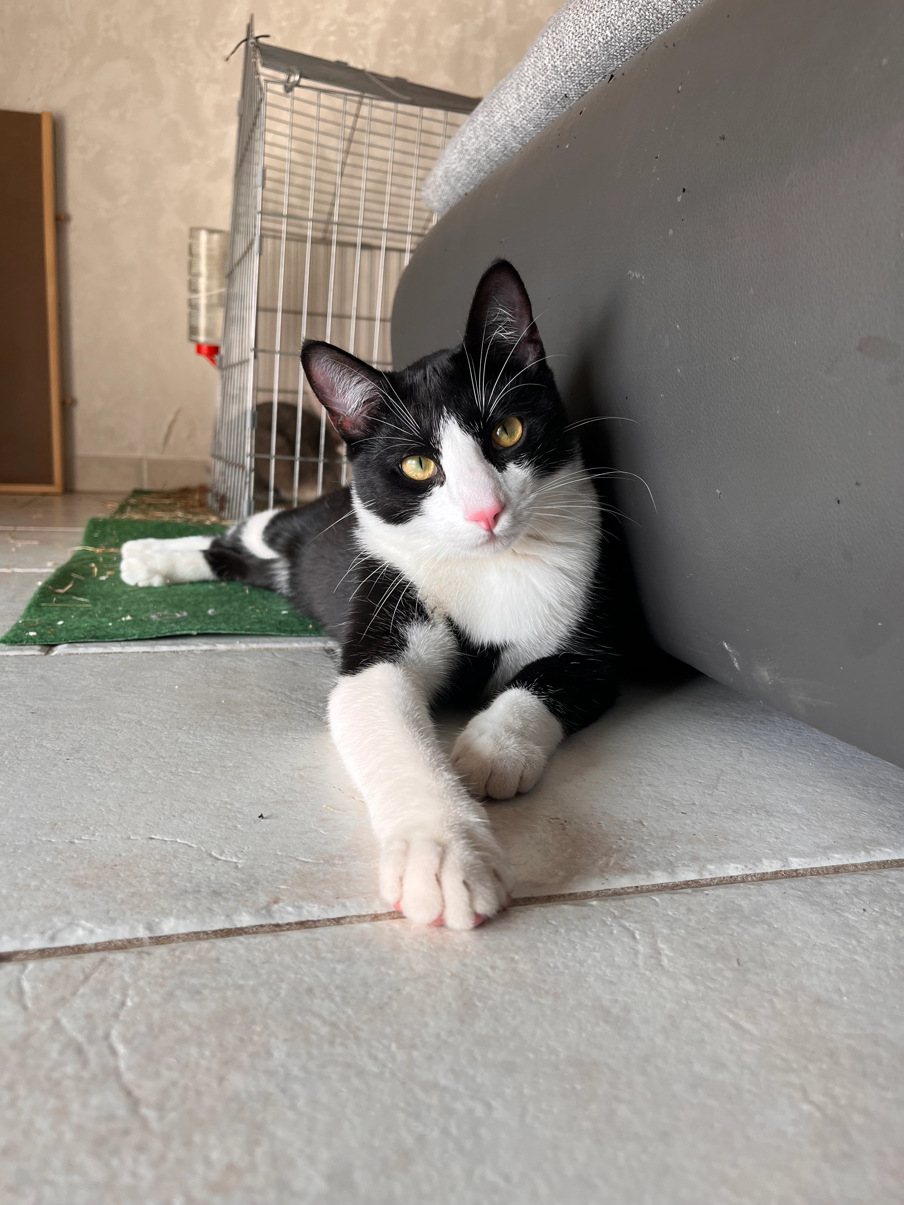 Theo - Linzenicher Straße, Jülich