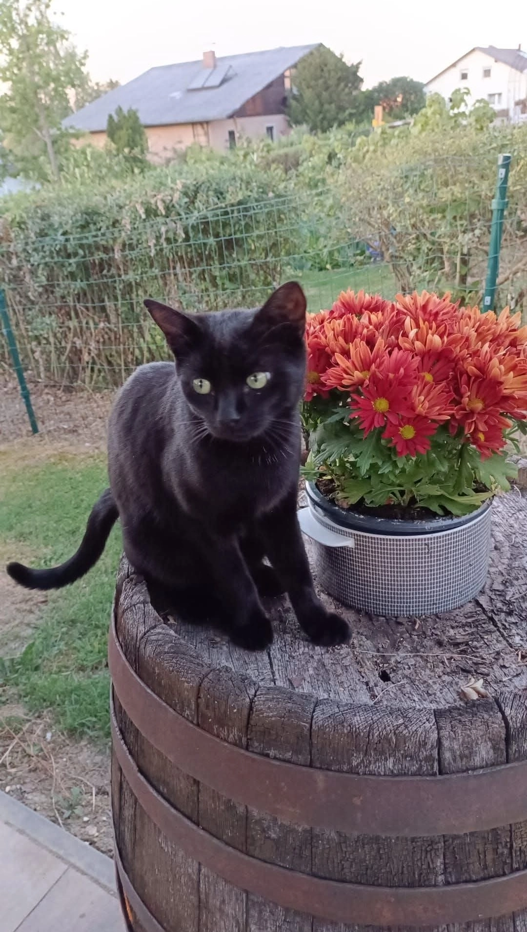 Chewie - Vestenthal, Haidershofen