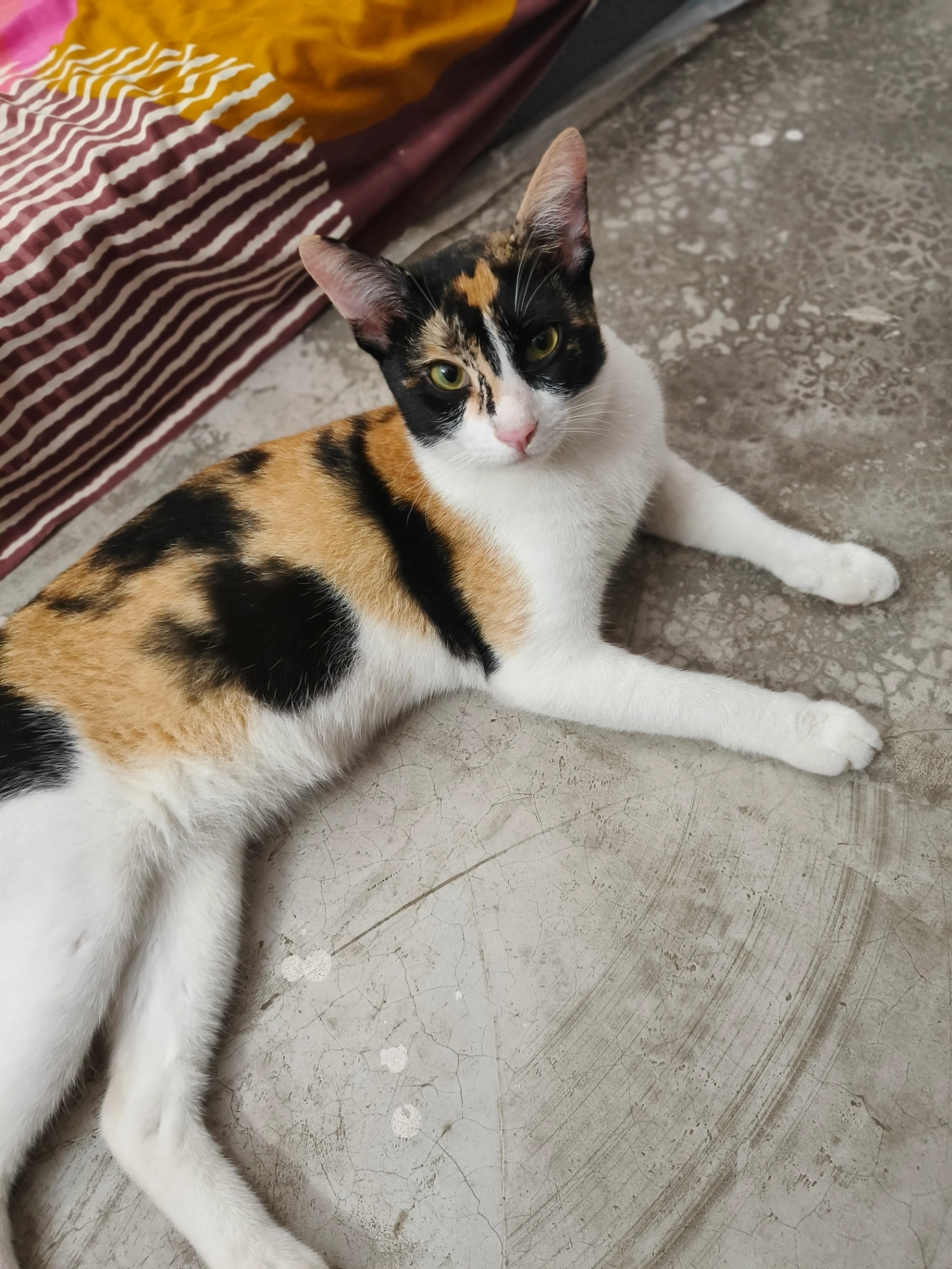 Billu - Martin Para Road, Tiljala