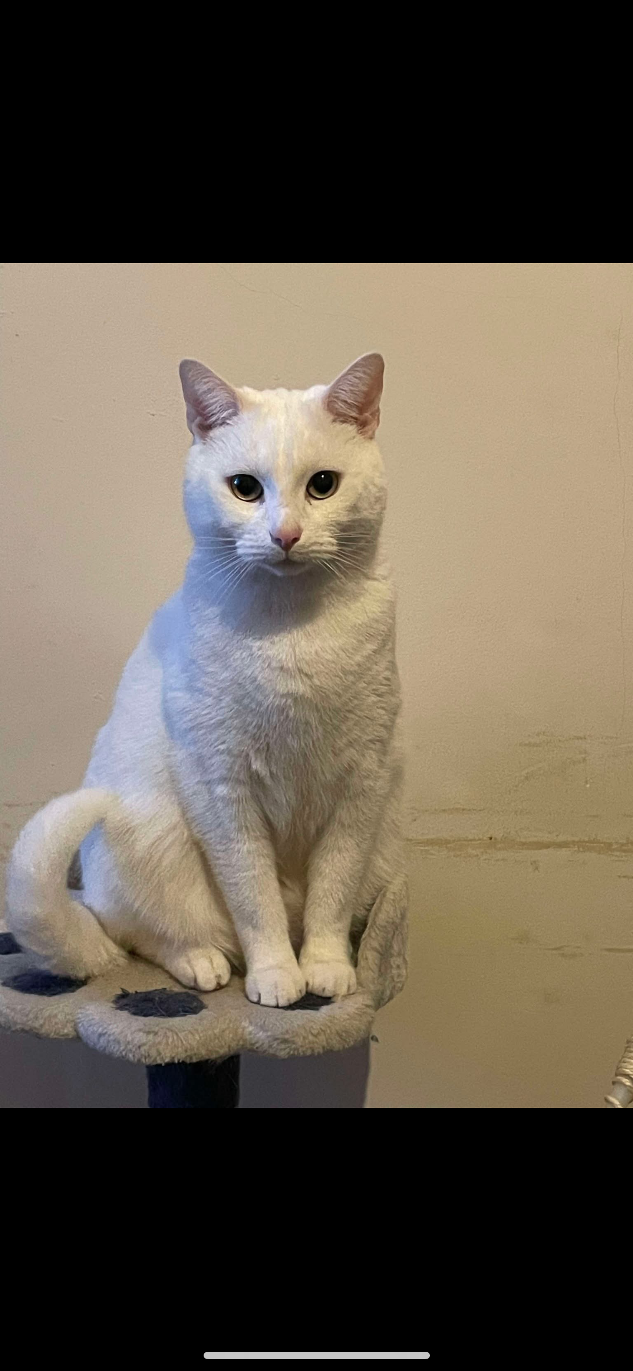 Coco - Pinchbeck Avenue, Scunthorpe