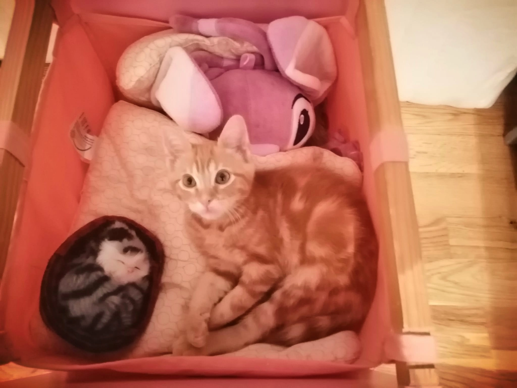 Darwin - Rue Saint-Mathieu, Morlaix