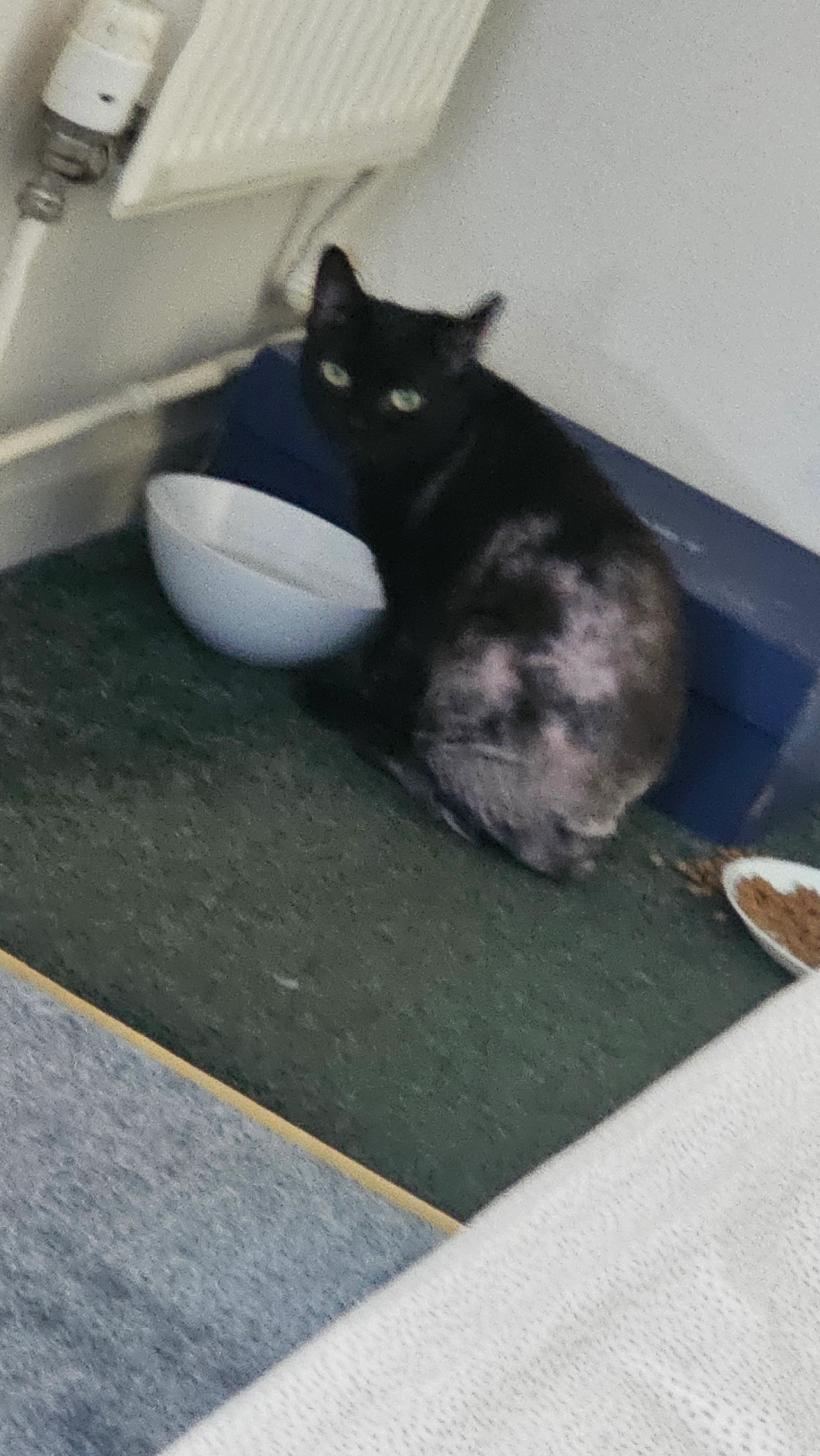 Iris - Laburnum Garth, York