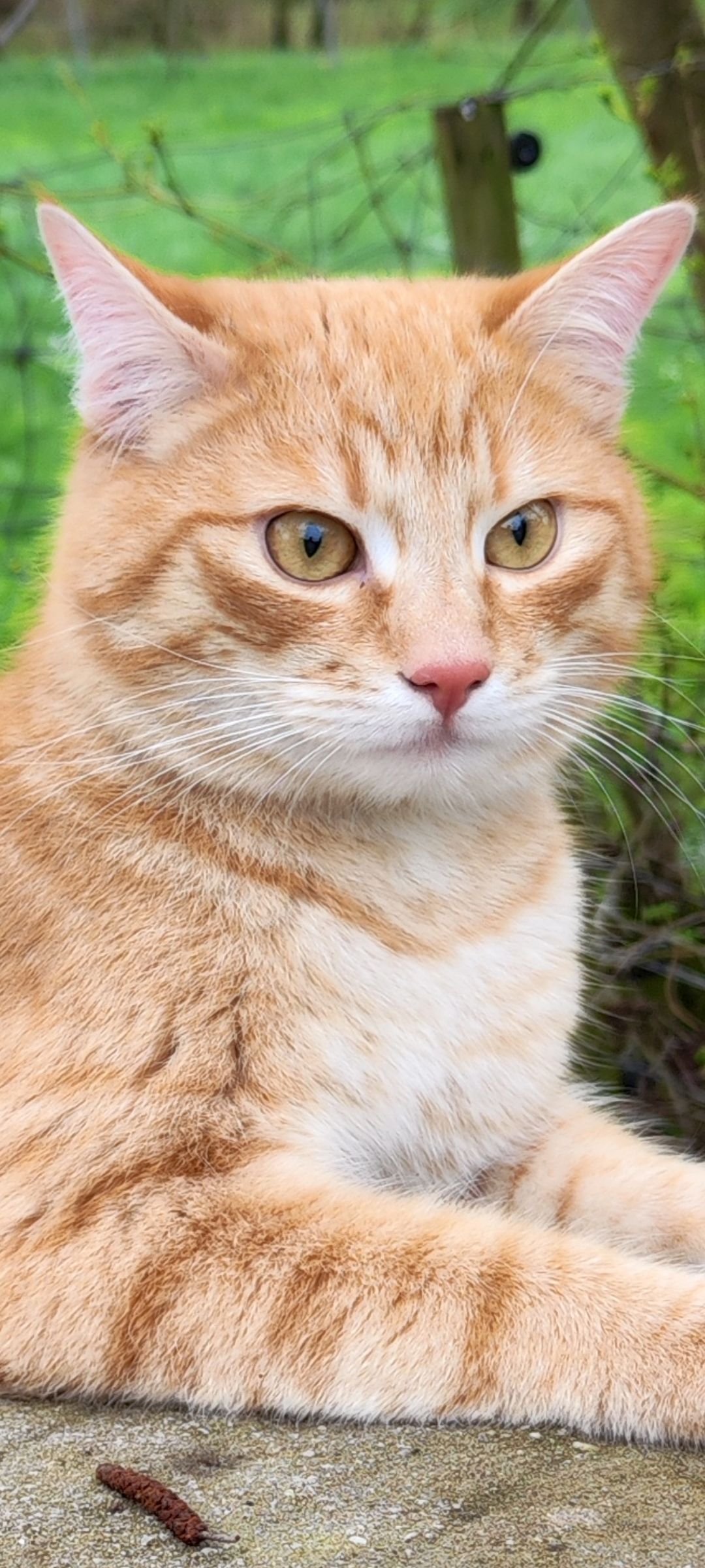 Marshmallow - Bergstraße, Windesheim