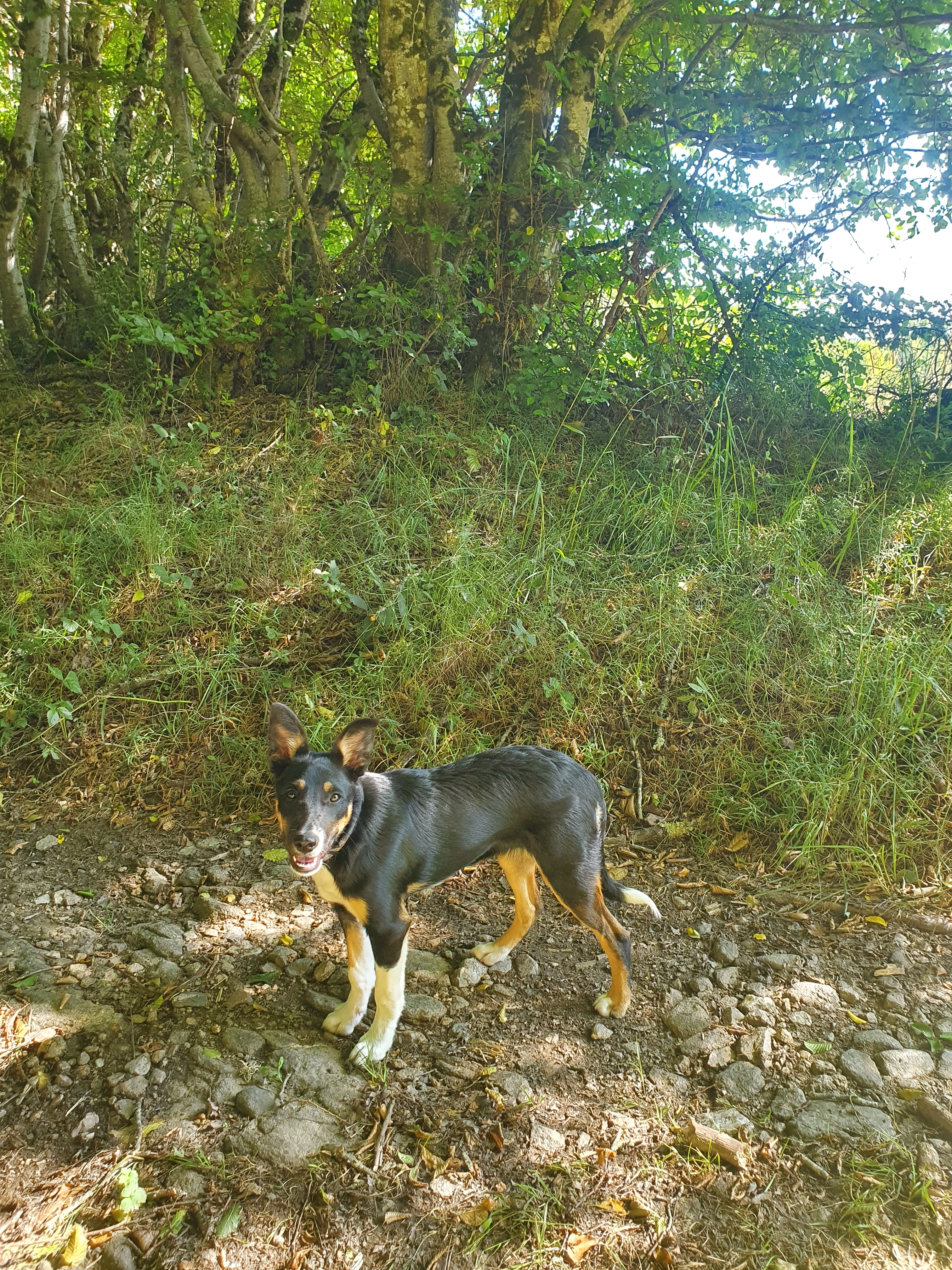 Dash - Avenue Jules Tuffery, La Courtine