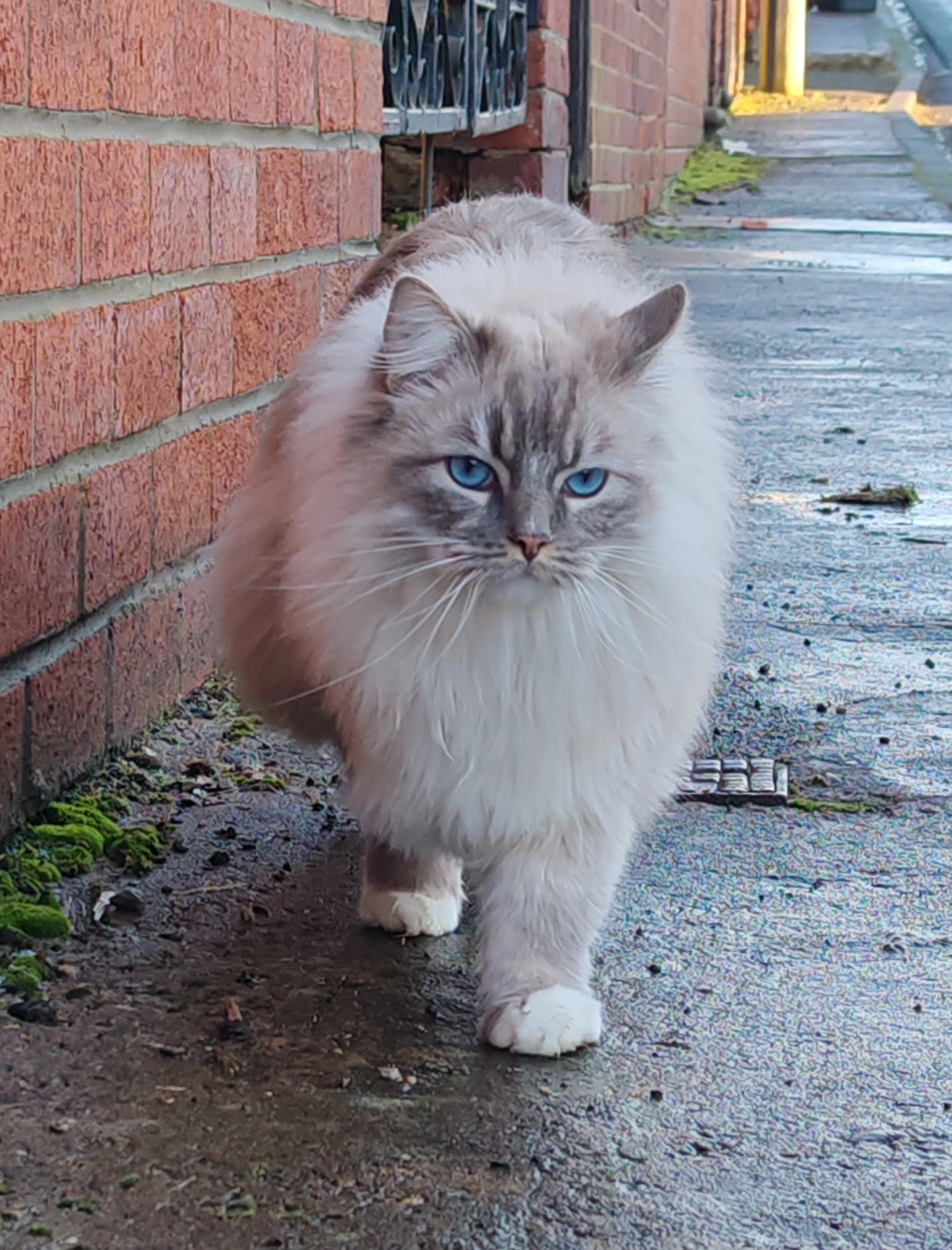 Blue - Salvin Terrace, Fishburn
