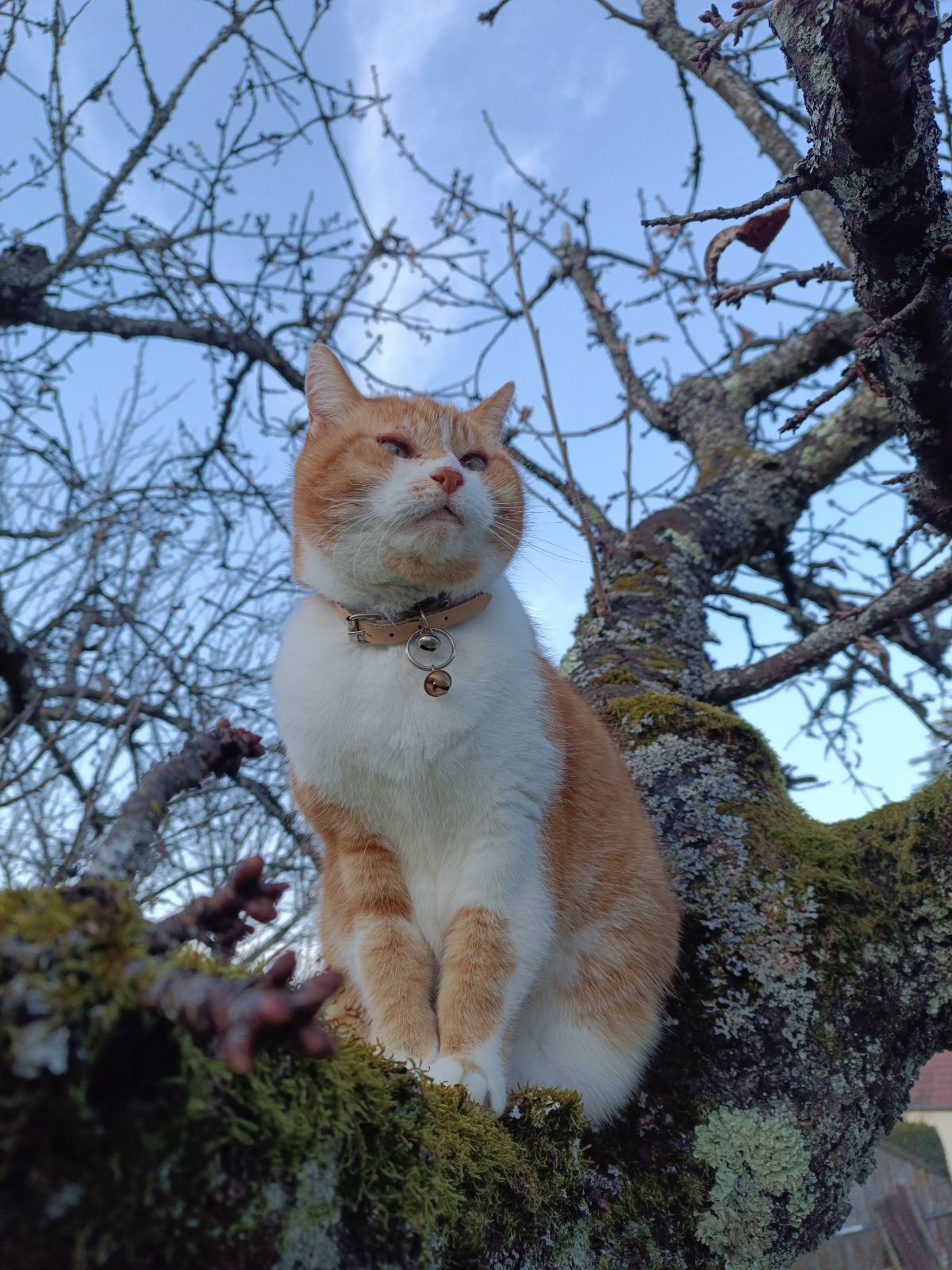 Caramelle  - Chemin De Caradeux, Pernand-Vergelesses
