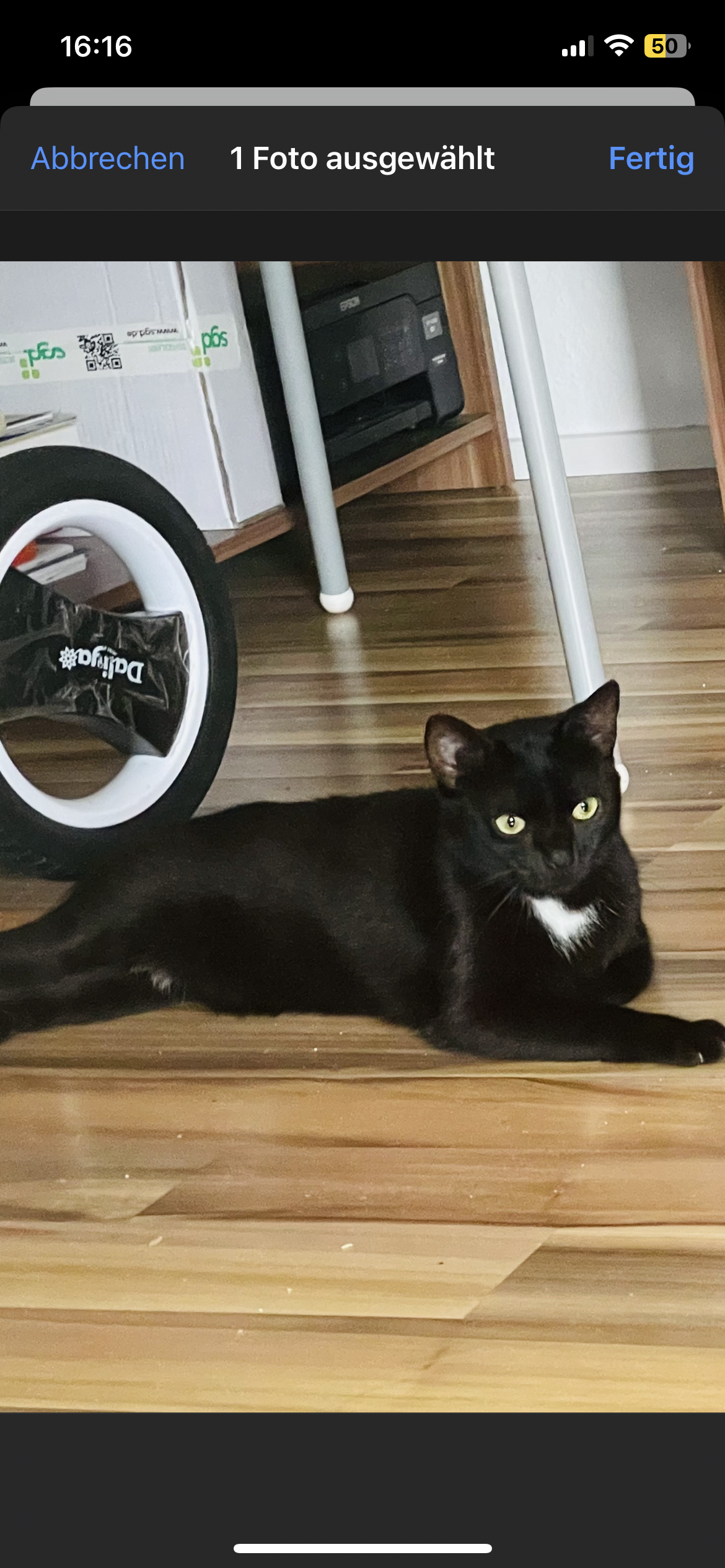 Daisy - Niederhohlstraße, Herxheim bei Landau/Pfalz