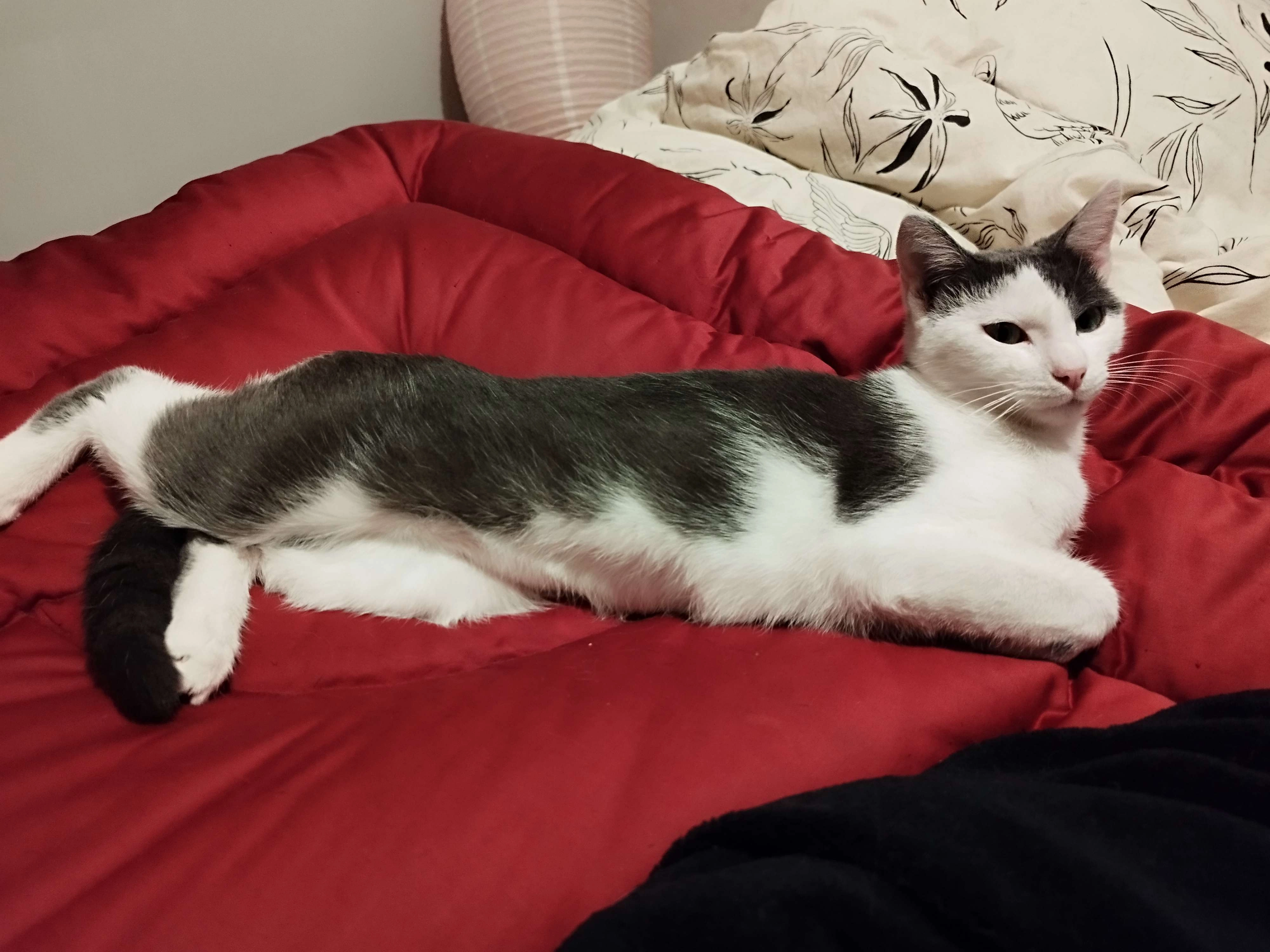 Ripley - Place Littré, Clermont-Ferrand