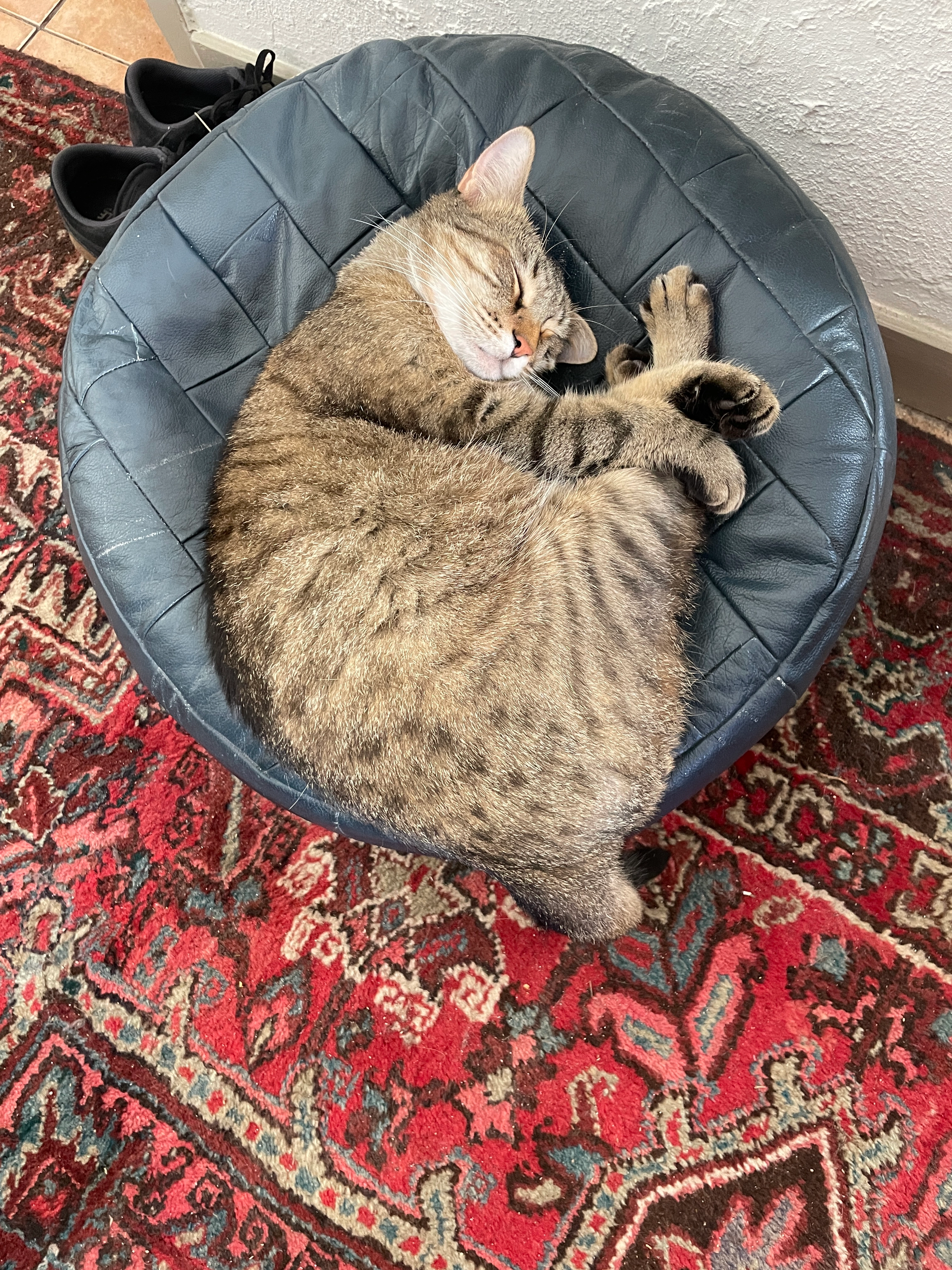 Nanard - Rue De L'ancienne Porte Neuve, Narbonne