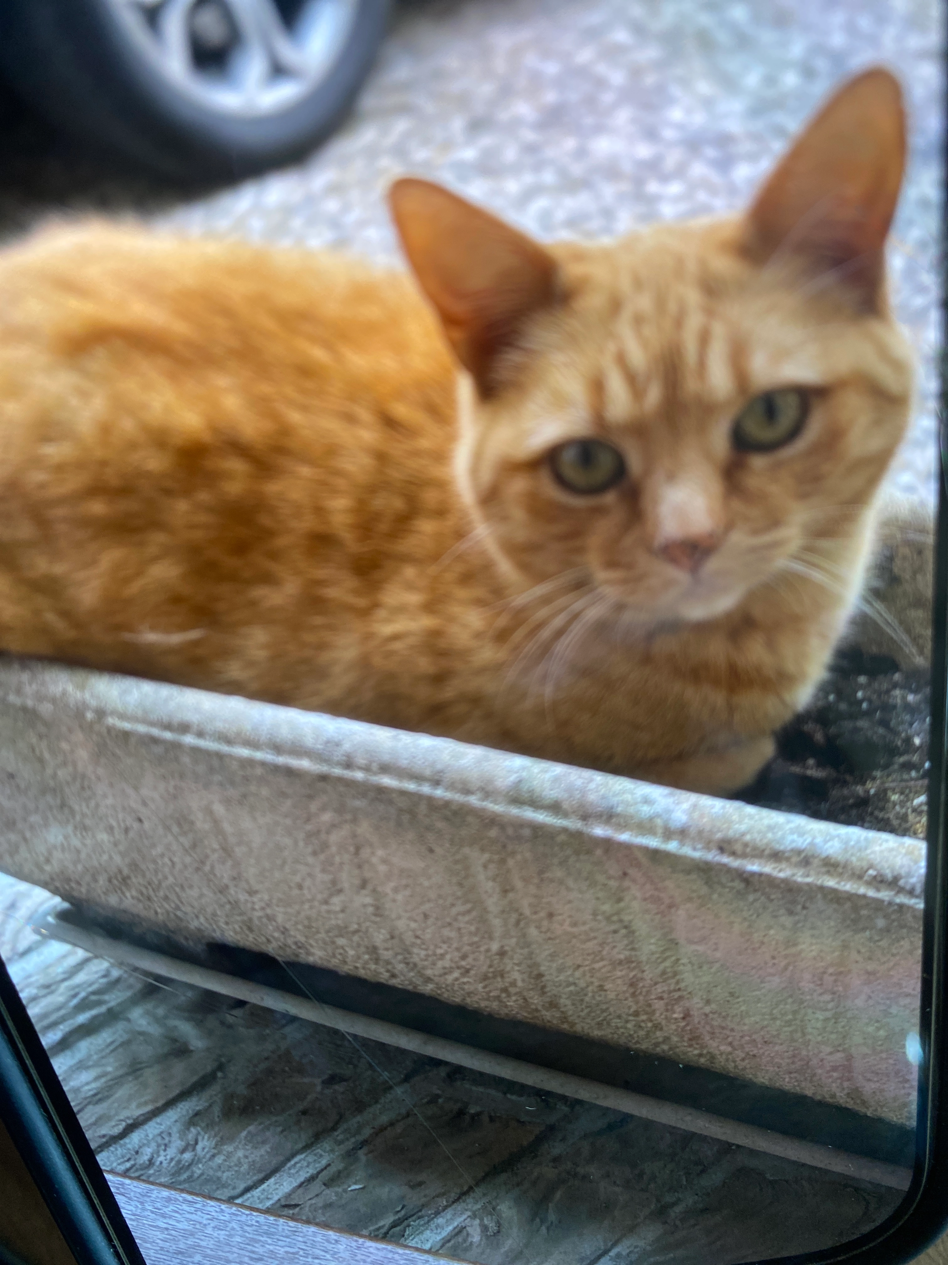 Yumi - Rue de l'Angle, Sainghin-en-Weppes