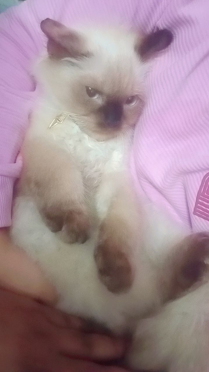 Muffin  - Deonar Road, Mumbai