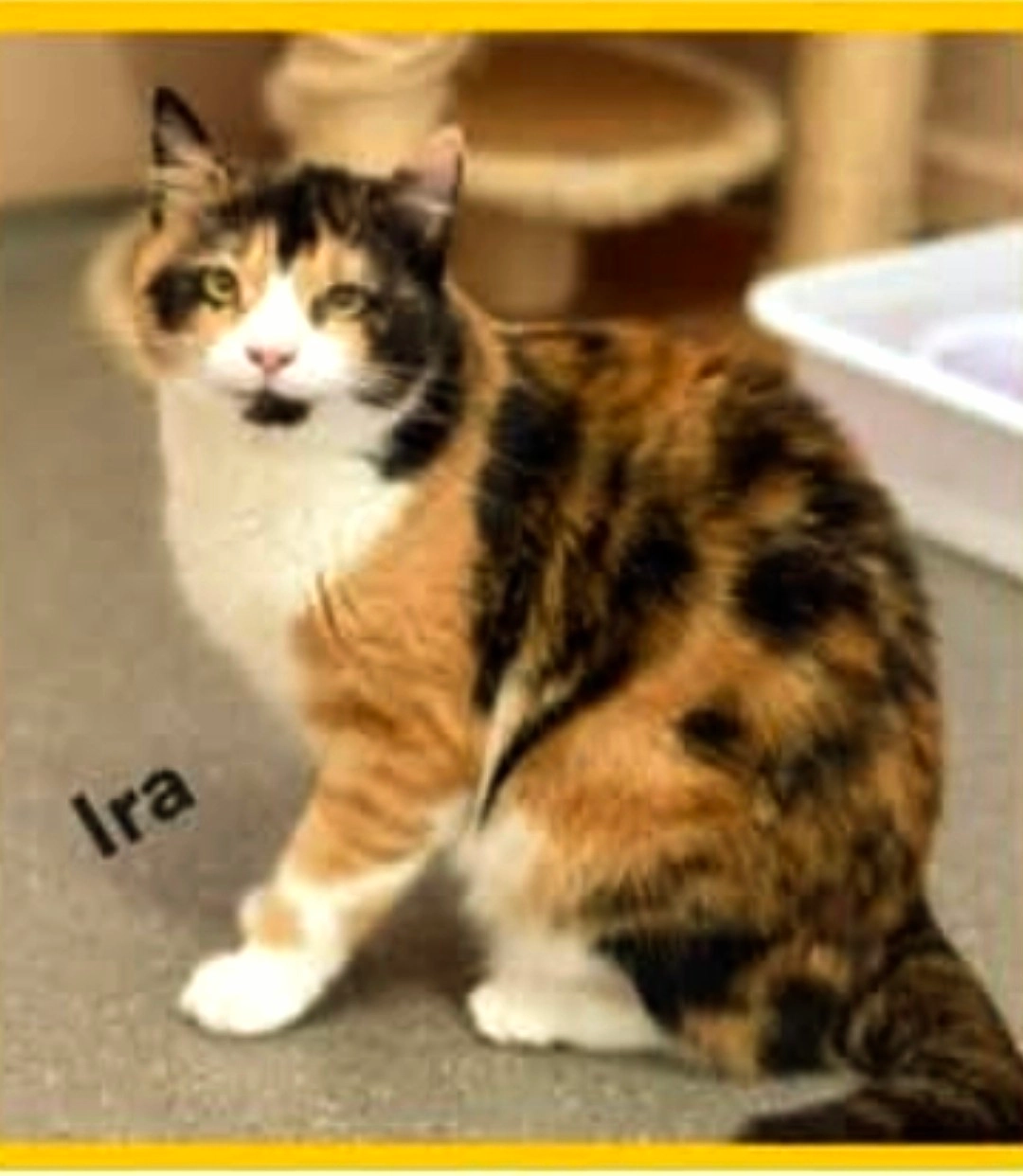 Missing Cat - Webergasse, Wiesbaden