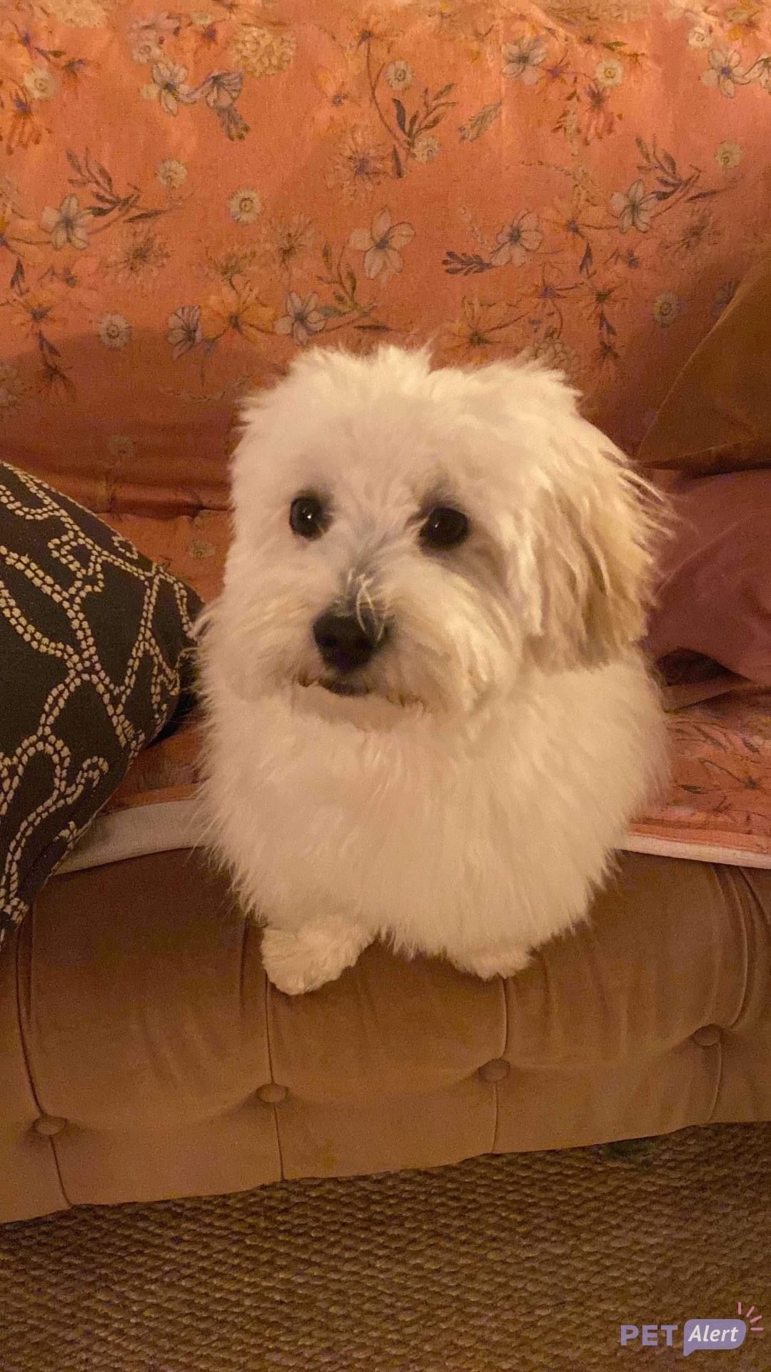 Mushu - Chemin De Coucourdon, Bonnieux