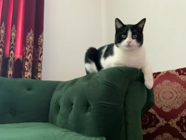 Oreo - West Hendon Broadway, London