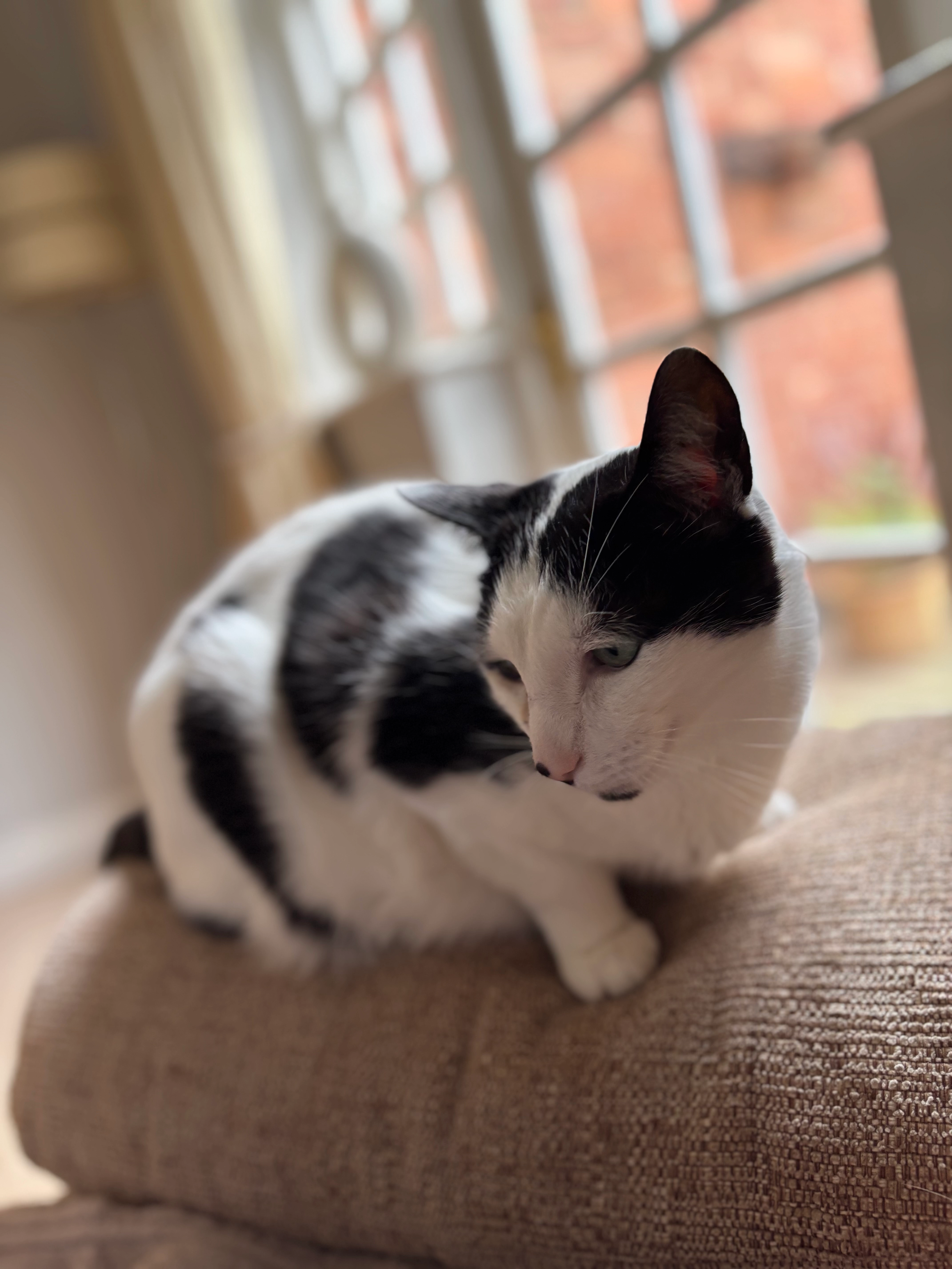 Chester  - Thornby Avenue, Kenilworth