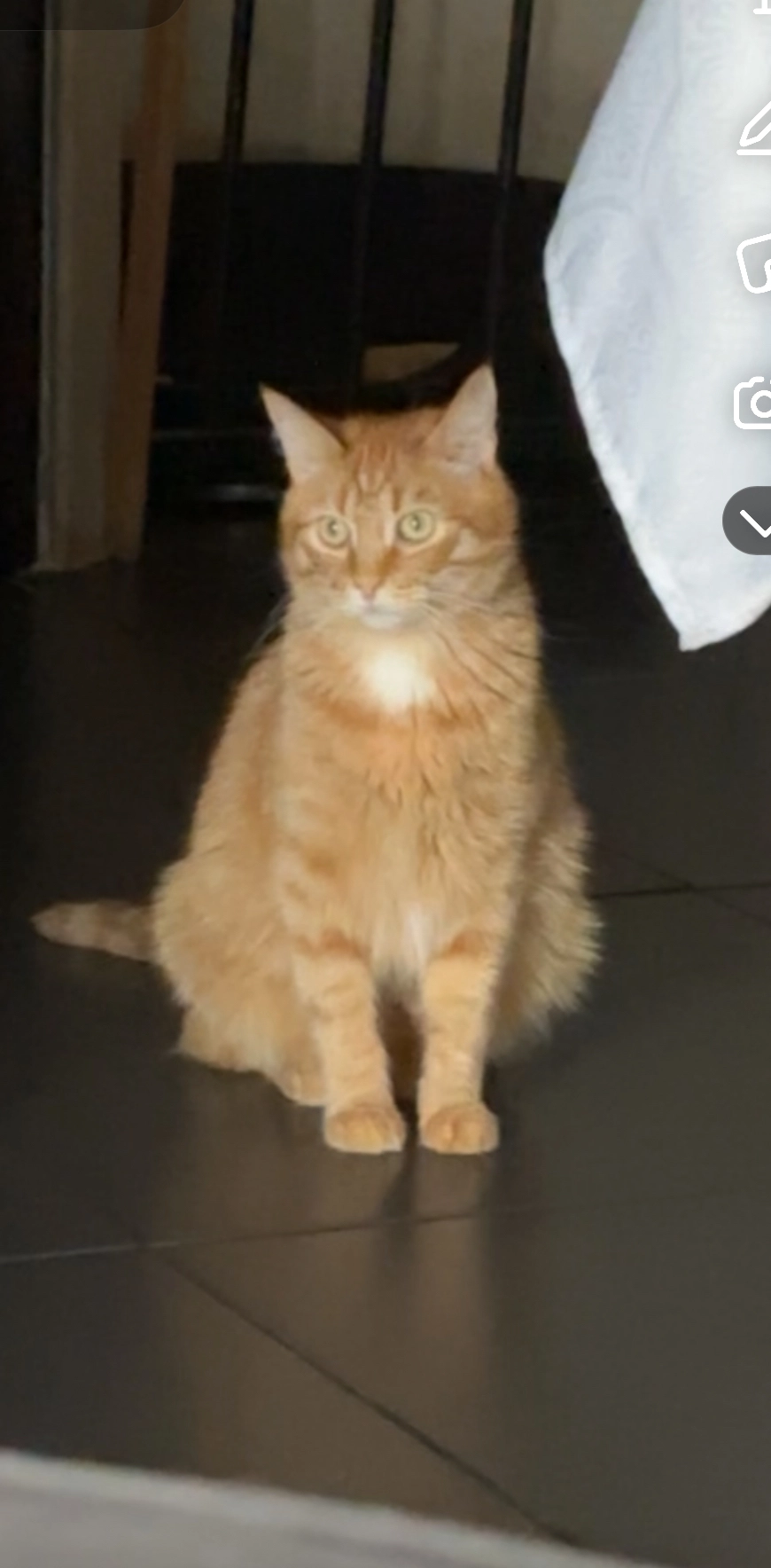 Ginger - 14 Rue de l'Yveline, Septeuil