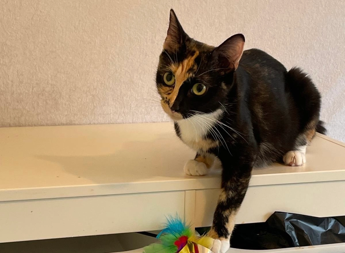 Primrose - Rosemary Avenue, Braintree