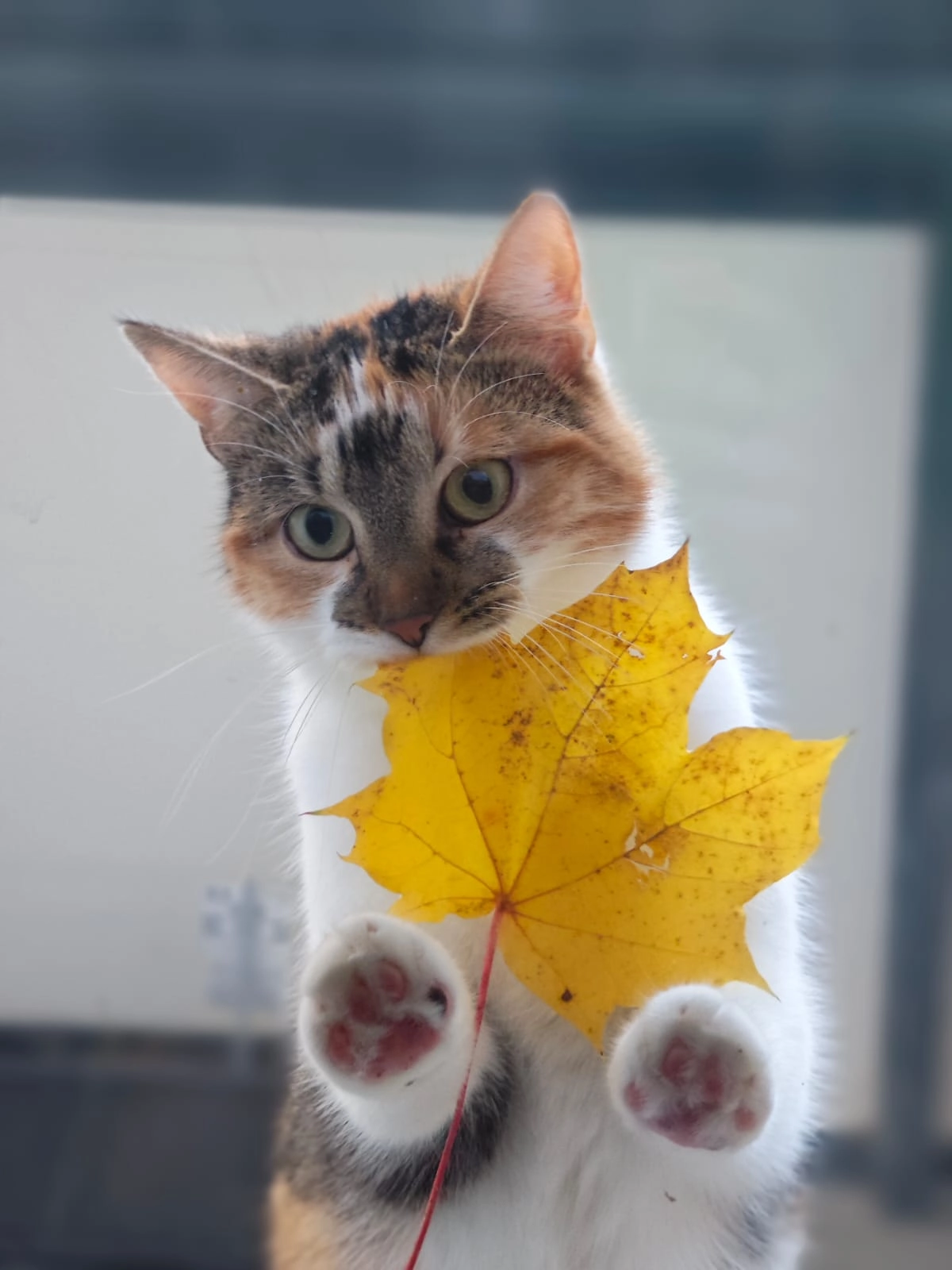 Mia - Gersterstraße 18, Leipzig