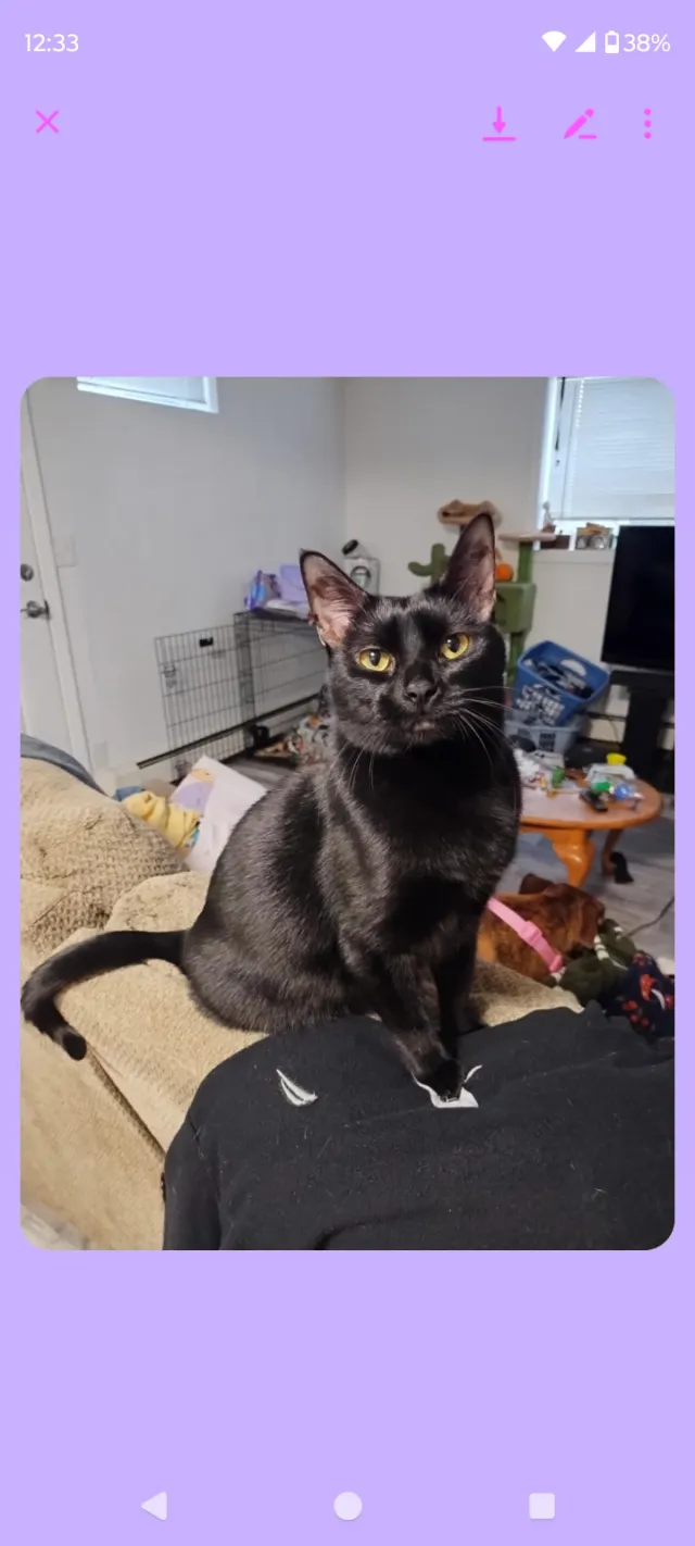 Princess shadow - 938 E Nora Ave, Spokane