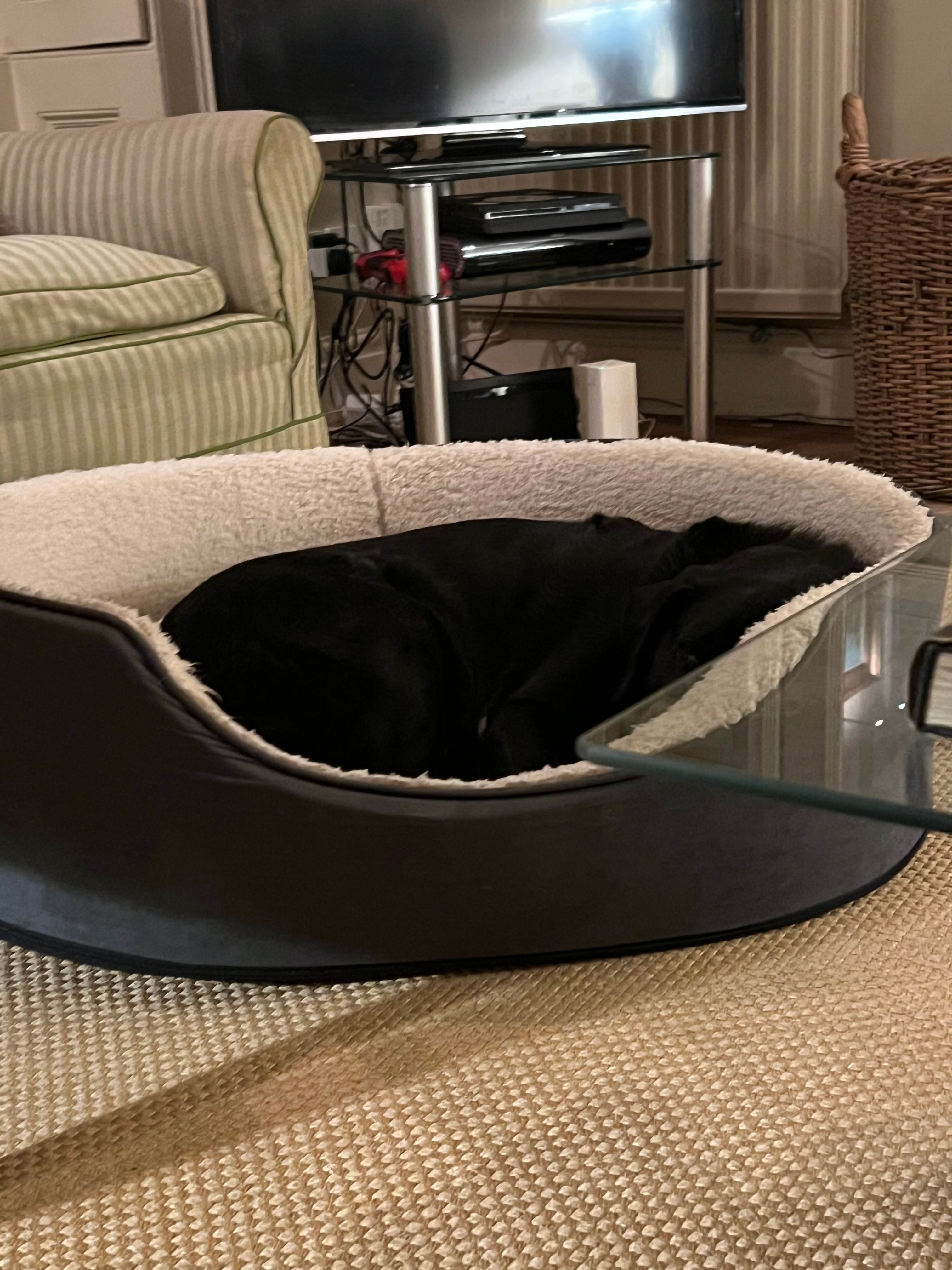 Baloo and Jazz (2 dogs) - Beverston, Tetbury