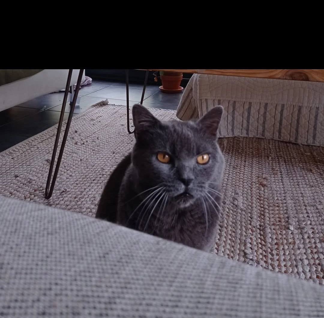 Kong - Chemin de la Dame Verte, Quinsac