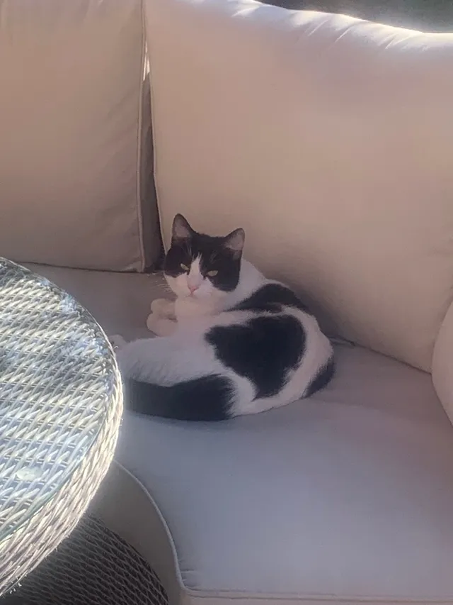 Ollie - Siddington Drive, Aylesbury