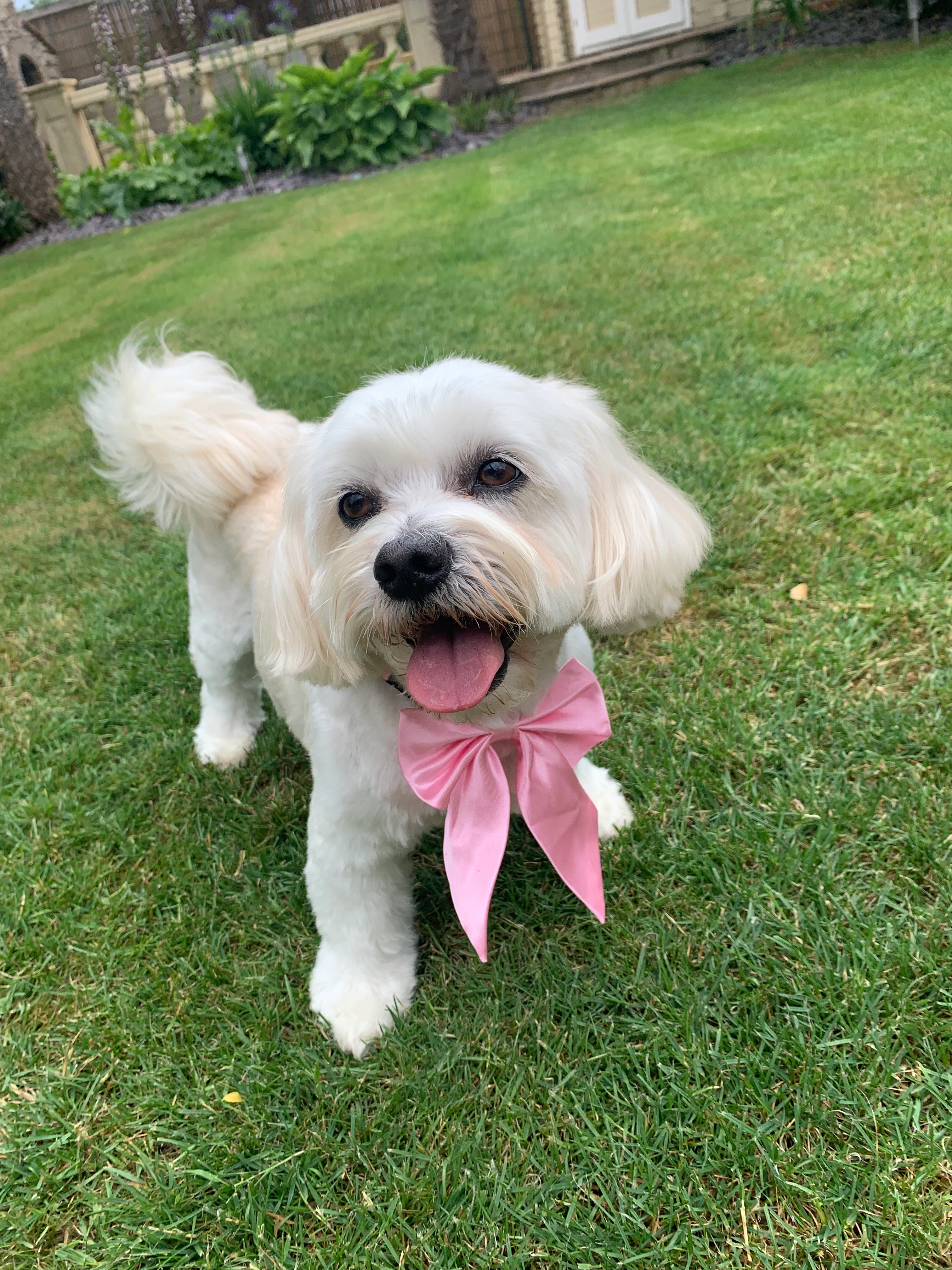 Darcie - Hoadly Road, London