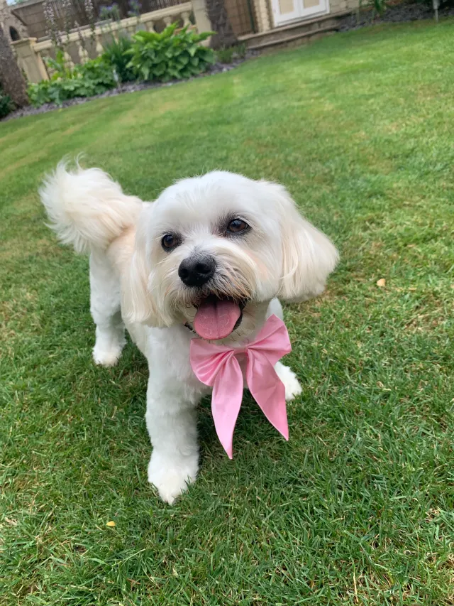 Darcie - Hoadly Road, London