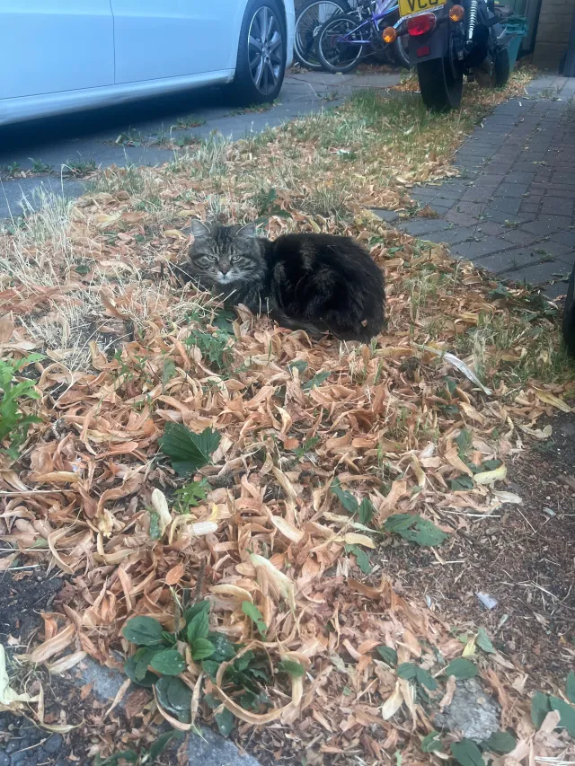 I found a cat no collar - Daniel Close, London