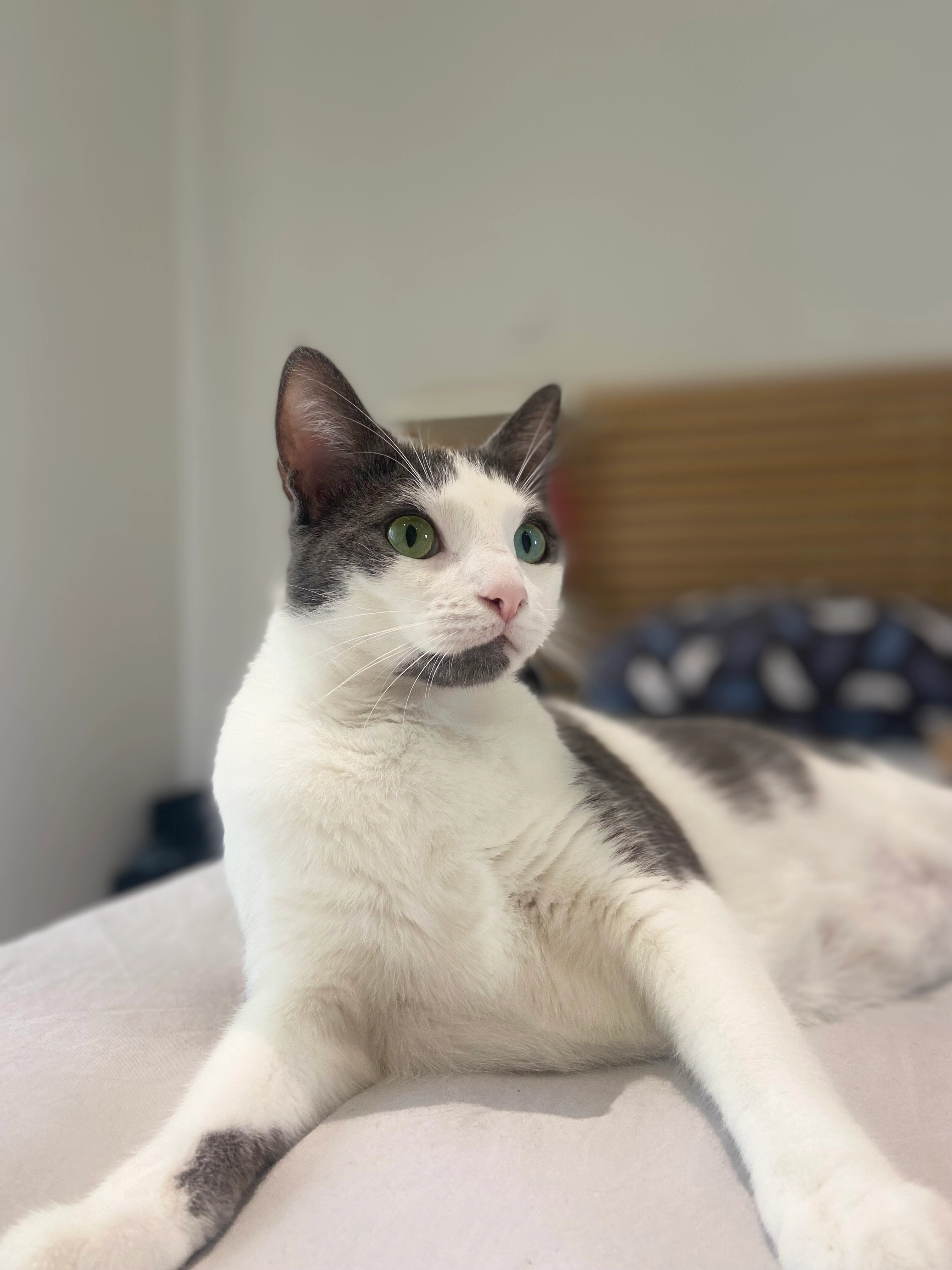 Mailey - 8 Place Saint-Louis, Saintes