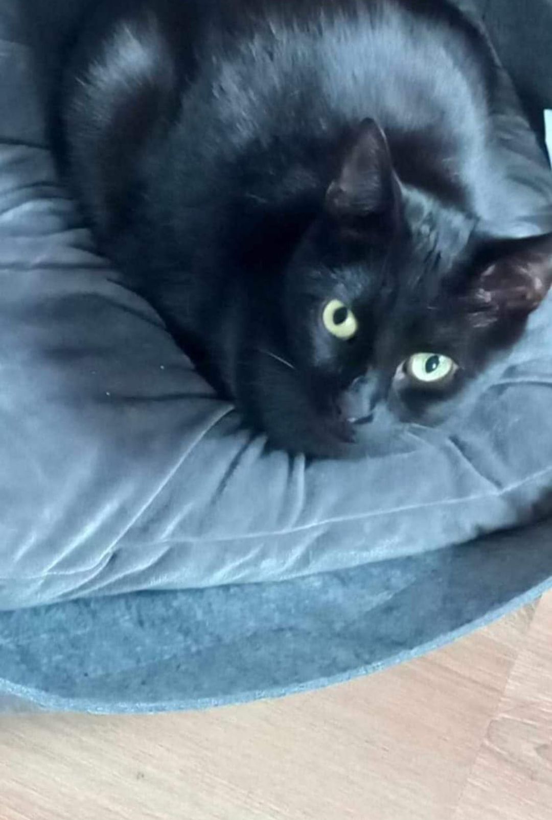 Jacko - Scofton Close, Worksop