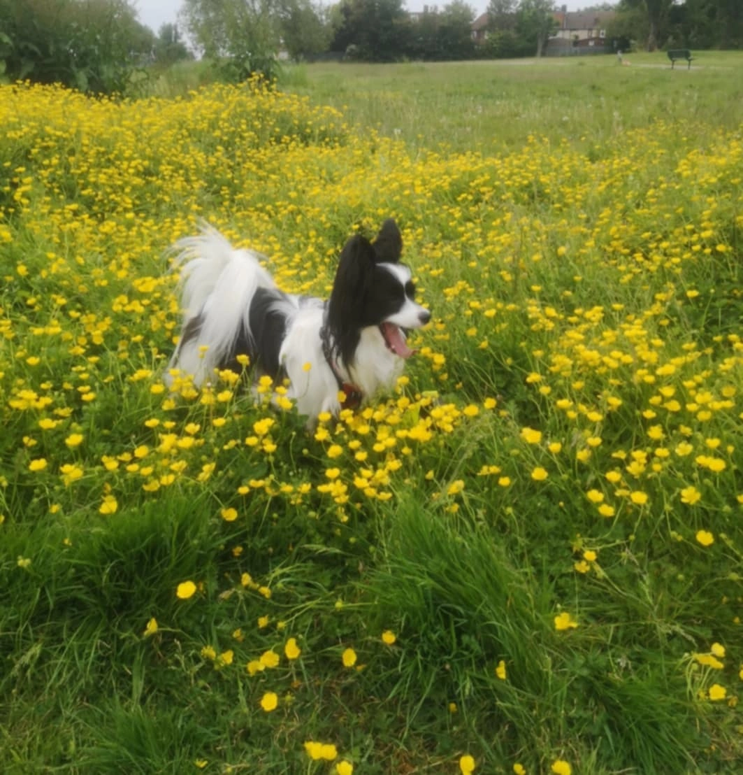 Dole - RM9 6, Dagenham