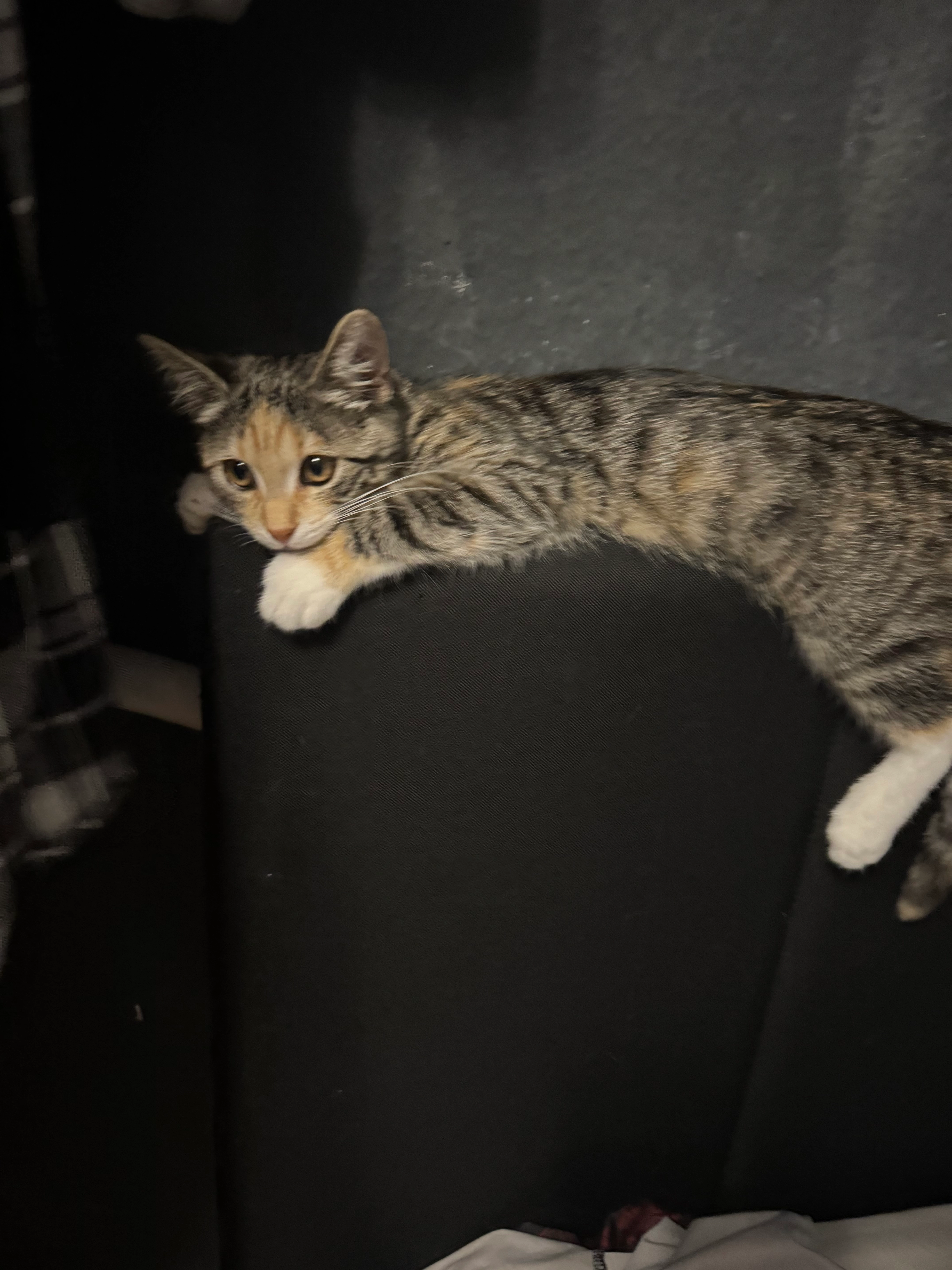 Babykatze  - Hölderlinweg, Altbach