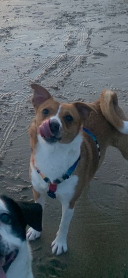 Baily - Hogarth Way, Bournemouth