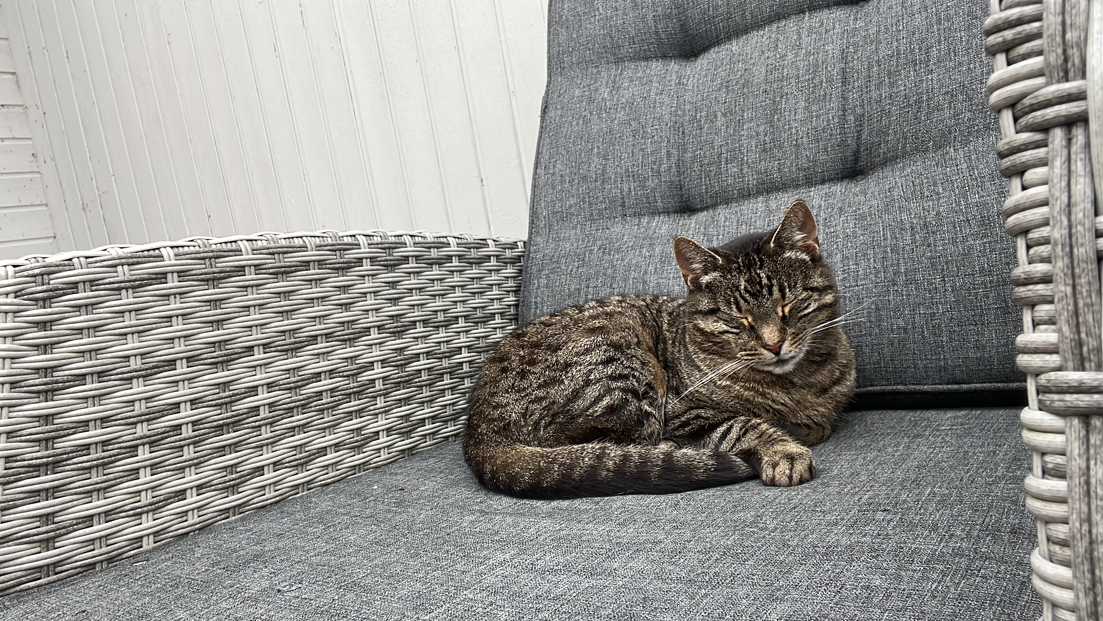 Lilly - Hiddestorf, Blender