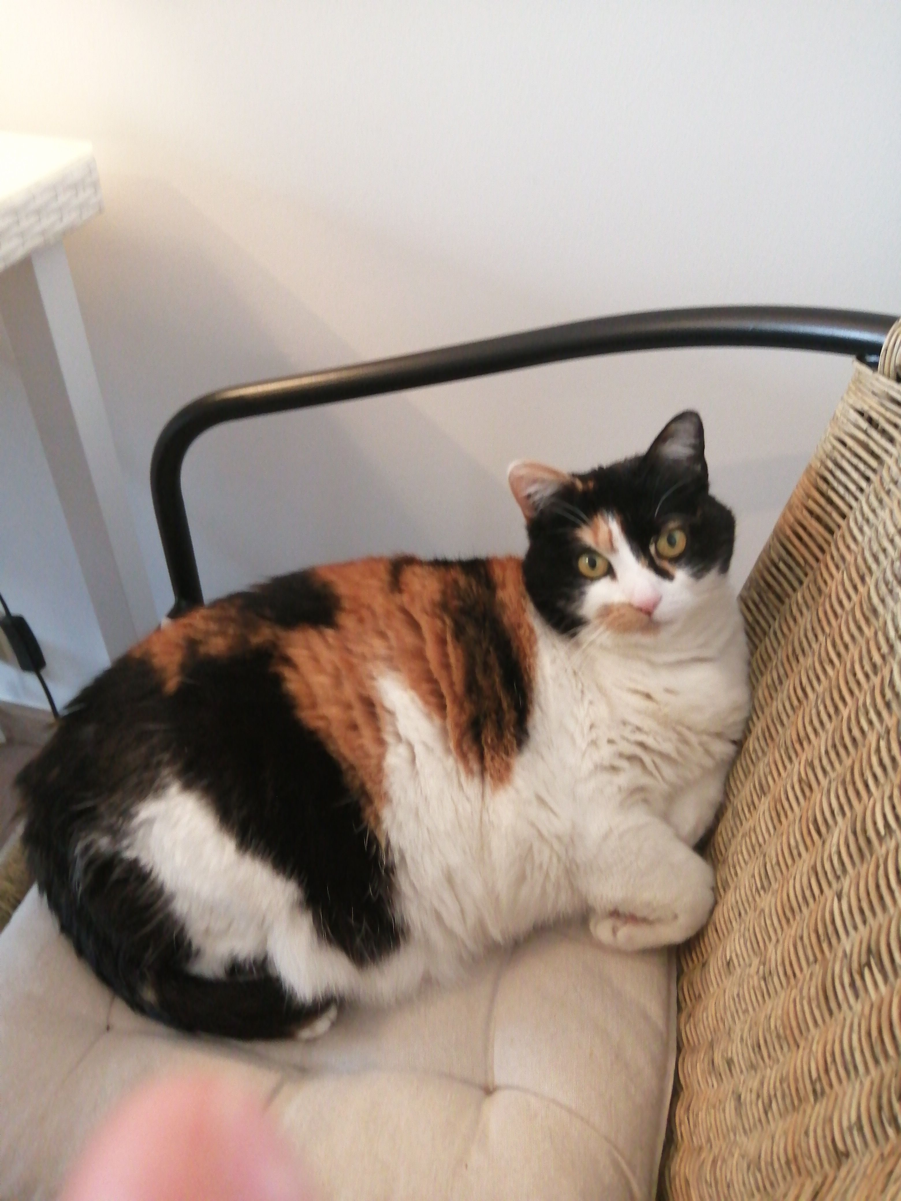 Lilli - Rue d'Allonnes, Chartres