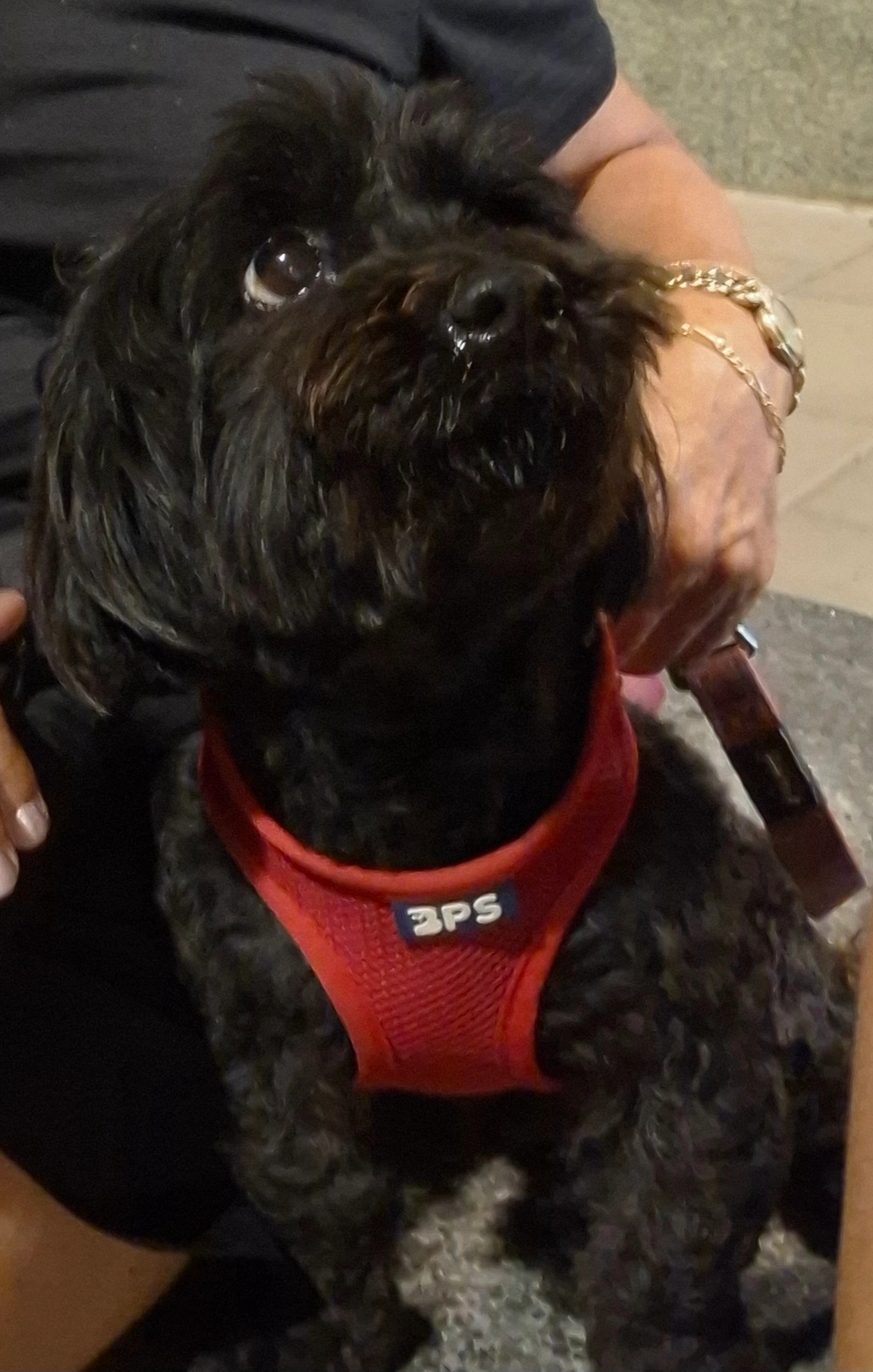 Laika - Carrer del Turó Gros, Riells i Viabrea